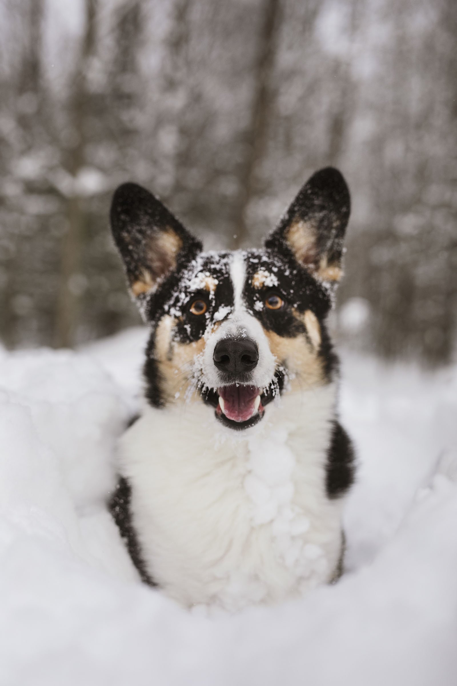 JKLEINPHOTOS-Corgi-dog-in-snow-Muskegon-Michigan038.jpg