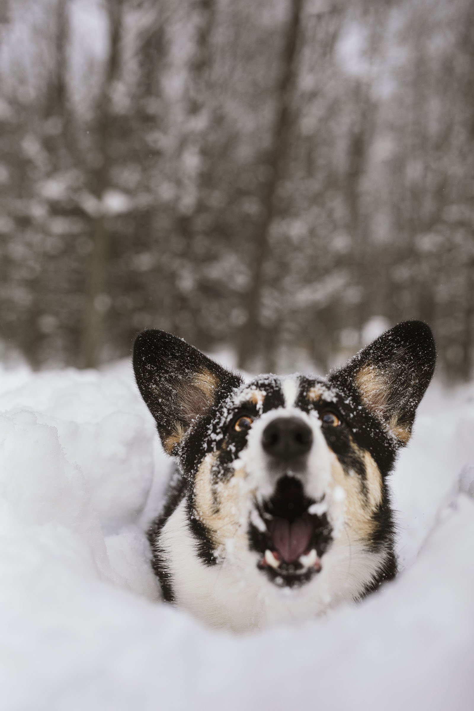 JKLEINPHOTOS-Corgi-dog-in-snow-Muskegon-Michigan037.jpg