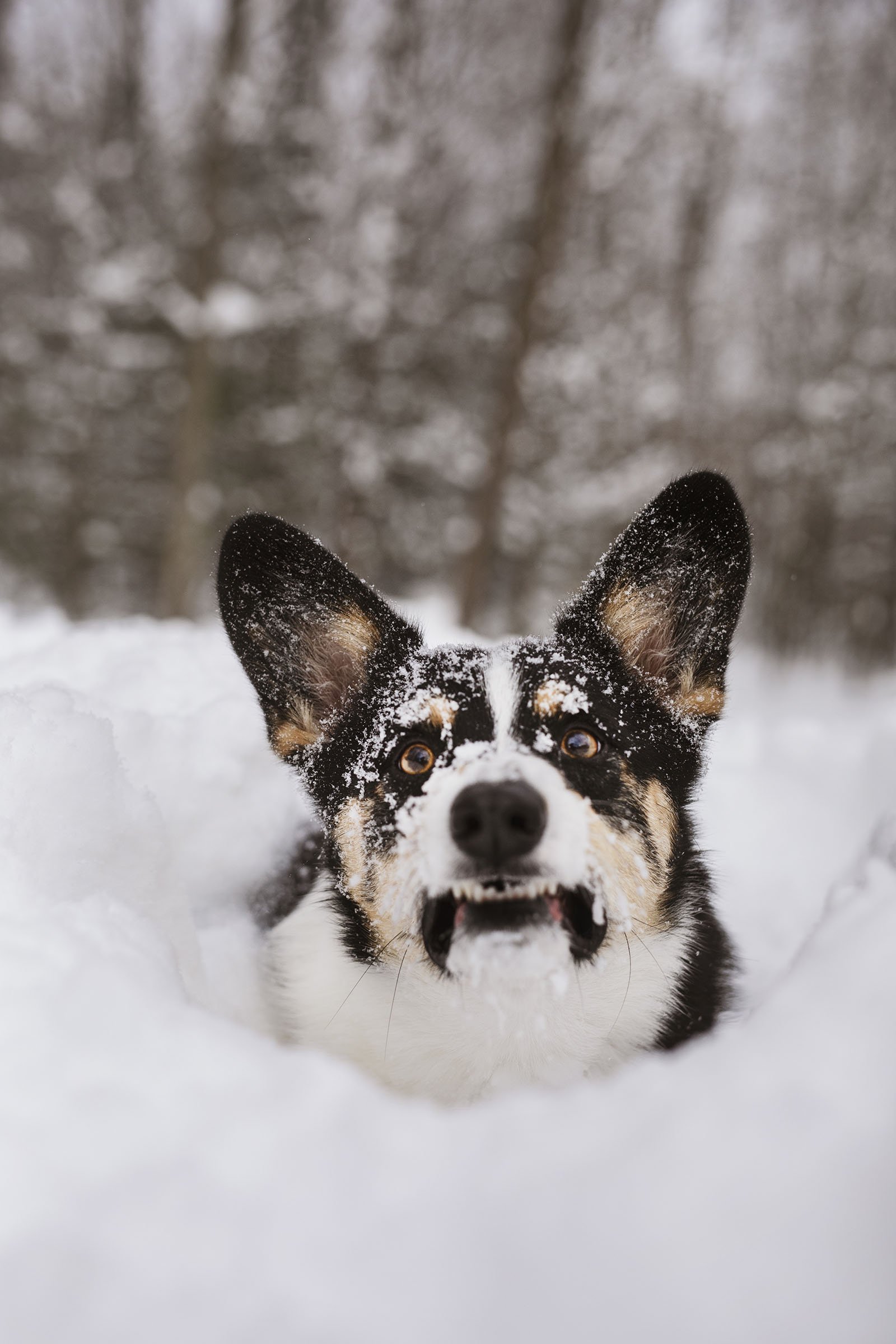 JKLEINPHOTOS-Corgi-dog-in-snow-Muskegon-Michigan039.jpg
