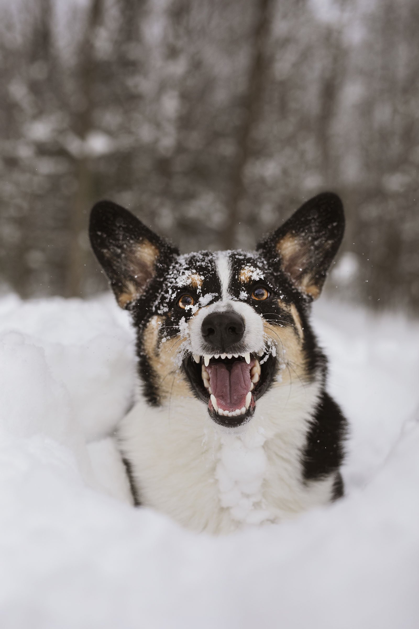 JKLEINPHOTOS-Corgi-dog-in-snow-Muskegon-Michigan040.jpg