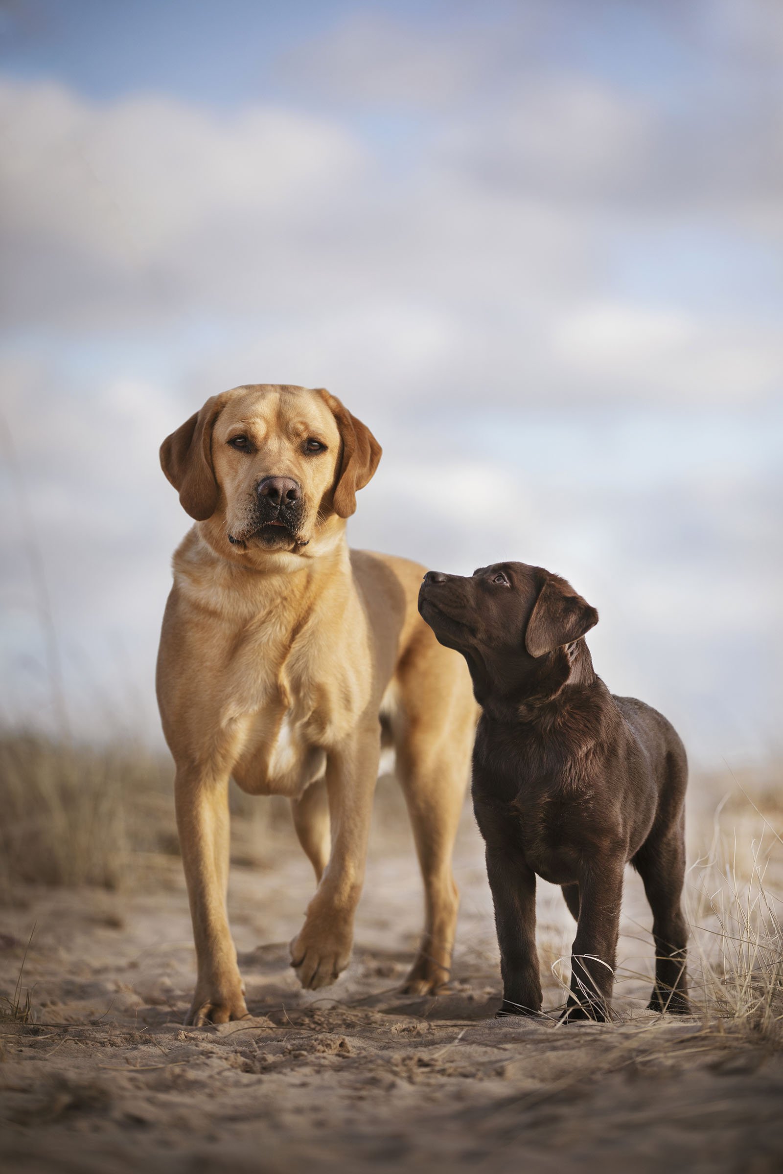 Connor & Ember, Sutton Labrador Retrievers