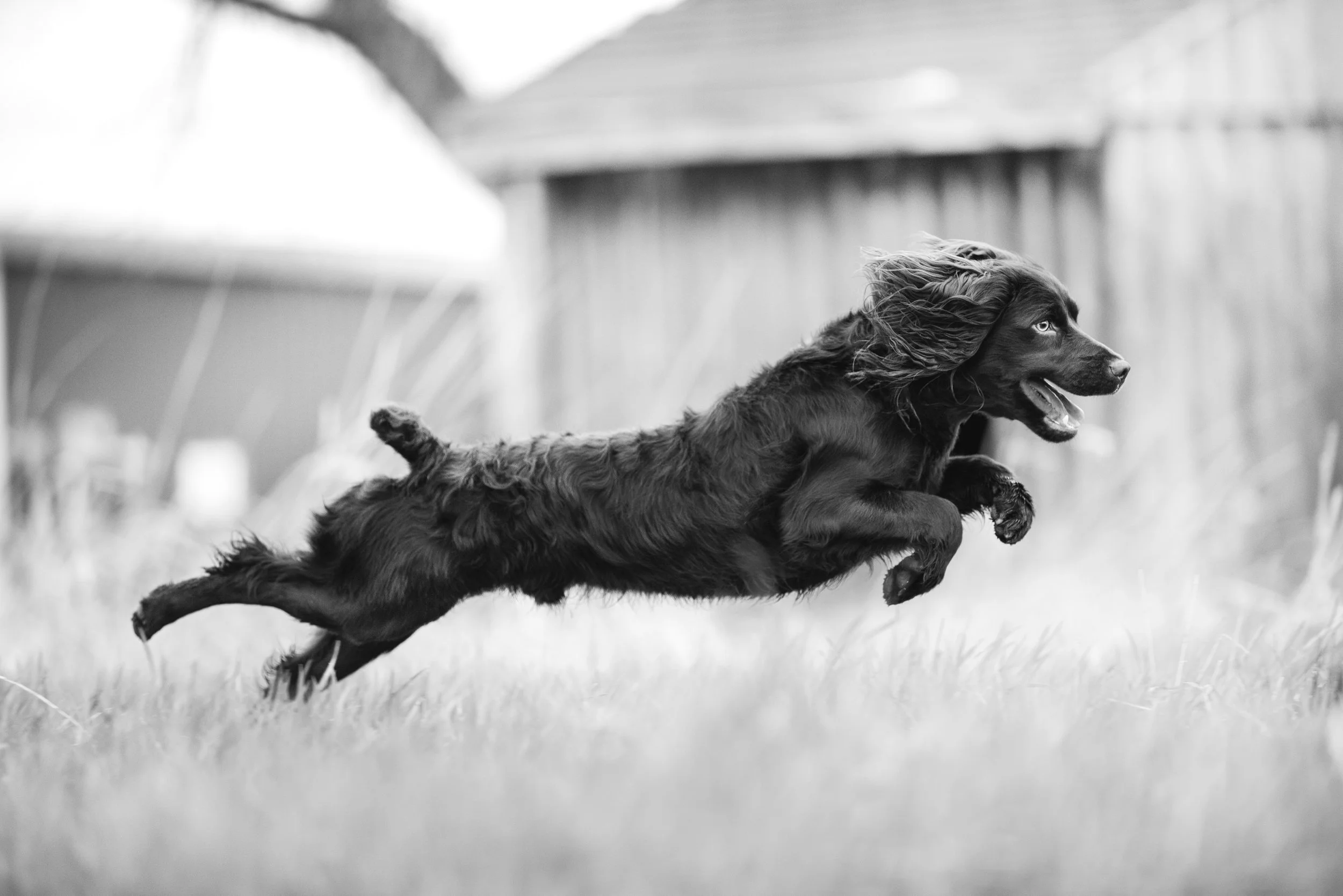 JKleinPhotos_BoykinSpaniel_Michigan_DogPhotoshoot.jpg