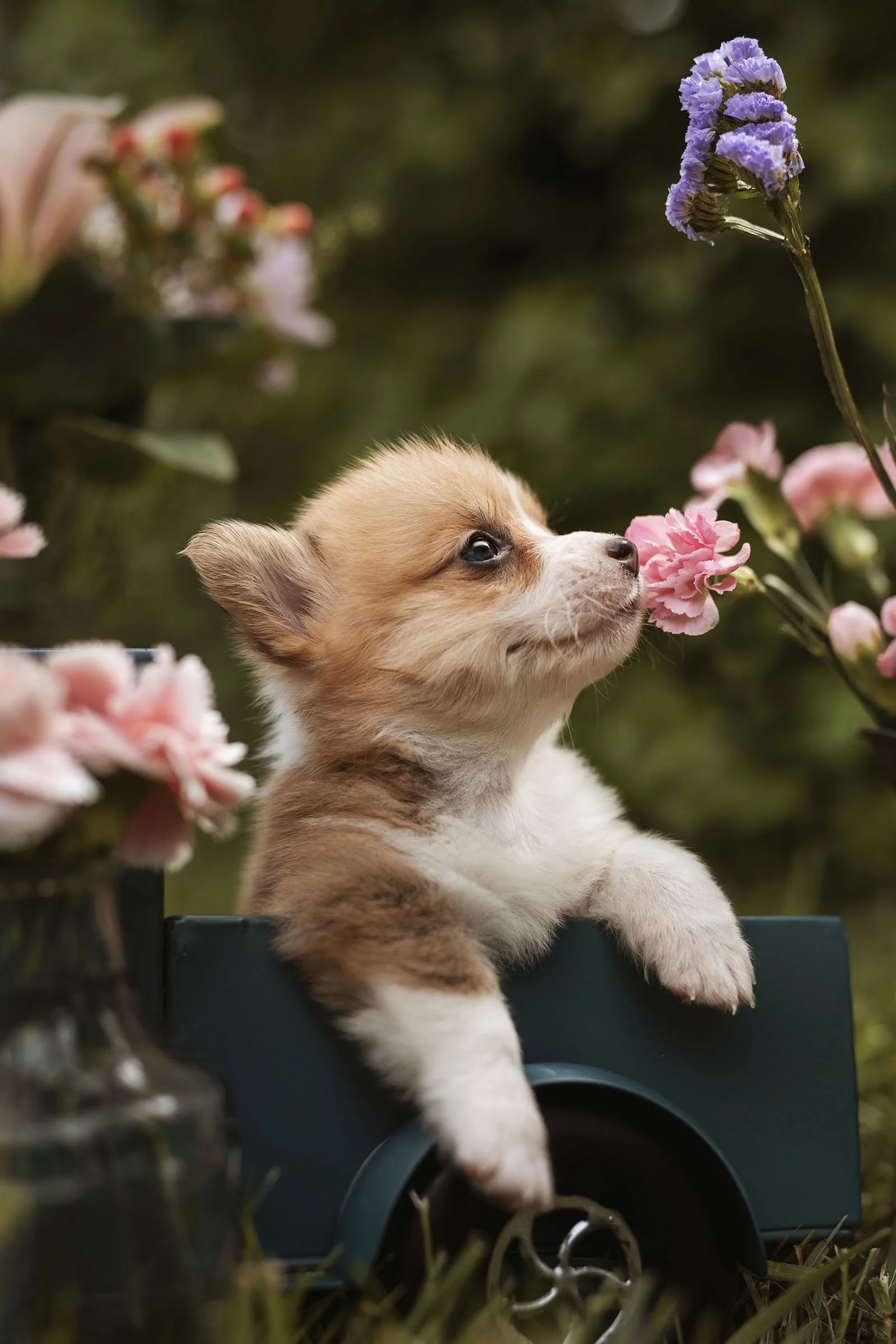 Kaizen Corgis, 2022 Puppies