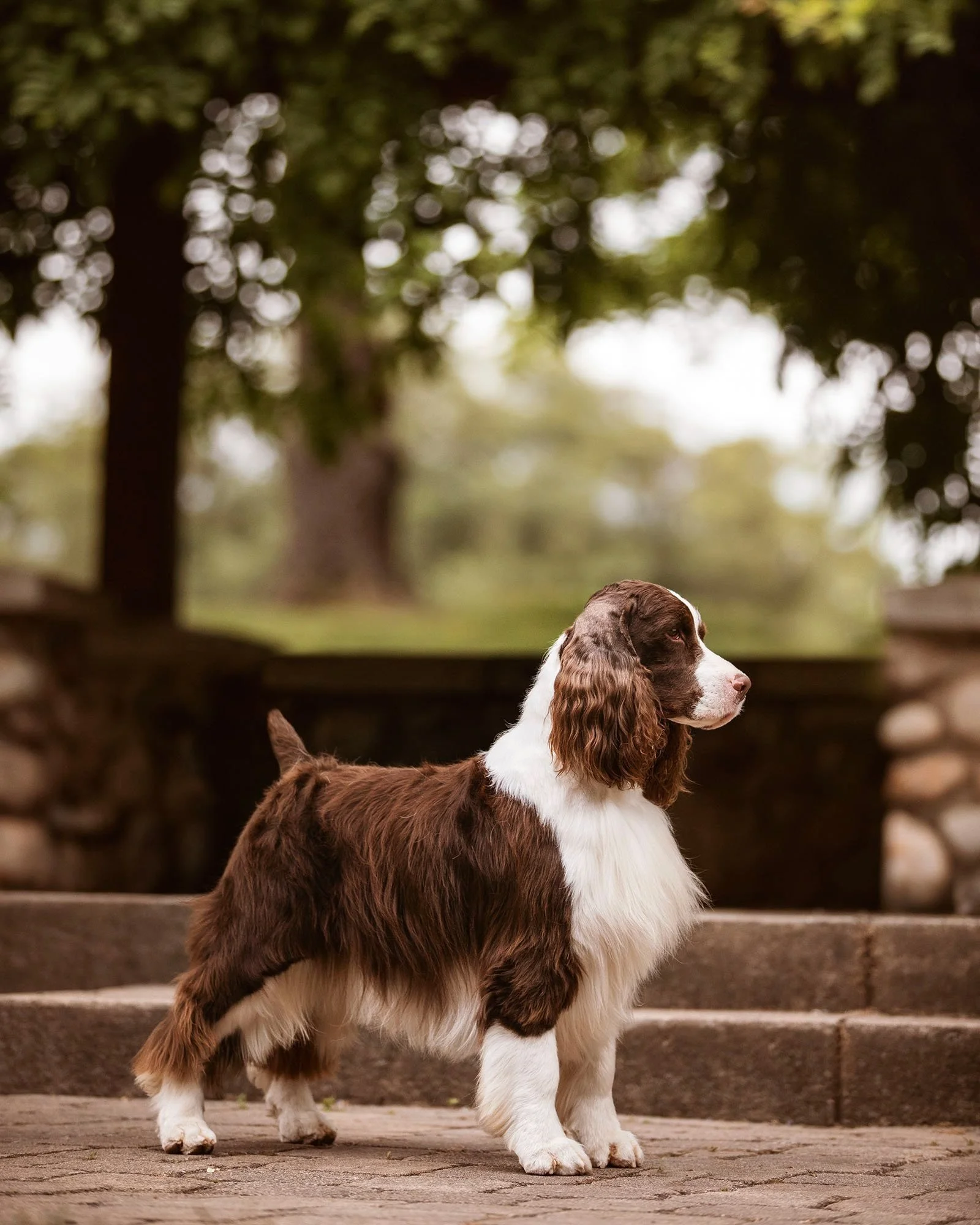 Springer Spaniels at Spring Grove Park