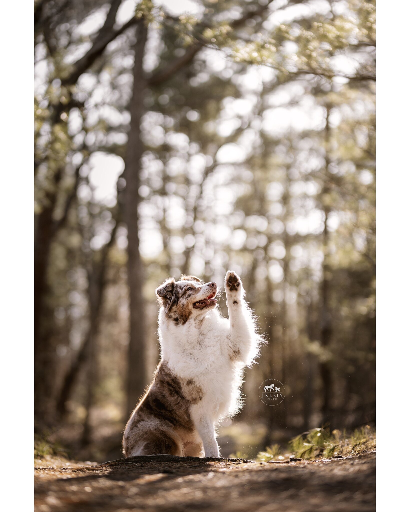 // That Spring sunshine feels so good after a long Winter surviving under the lake effect clouds. ☀️ 

I have availably over the next month for dog sessions along the wooded trails here in Muskegon. If you have been dreaming of having professional ph