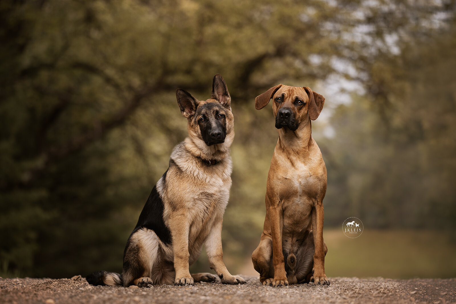 // &harr;️ HOLY CRAP! I photographed these two 15 weeks ago. 1️⃣5️⃣. What happened to puppy Boyd!? He grew up SO fast, and STILL has a lot of growing left to do. 🤯 

This is the reason you want to book a photoshoot as soon as you add a puppy to your