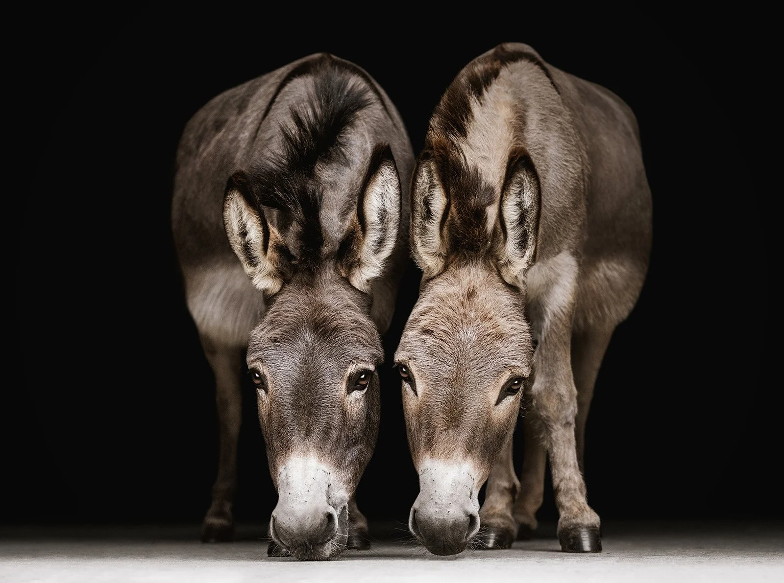 Fine Art Equine Portraits with Donkeys & Mules