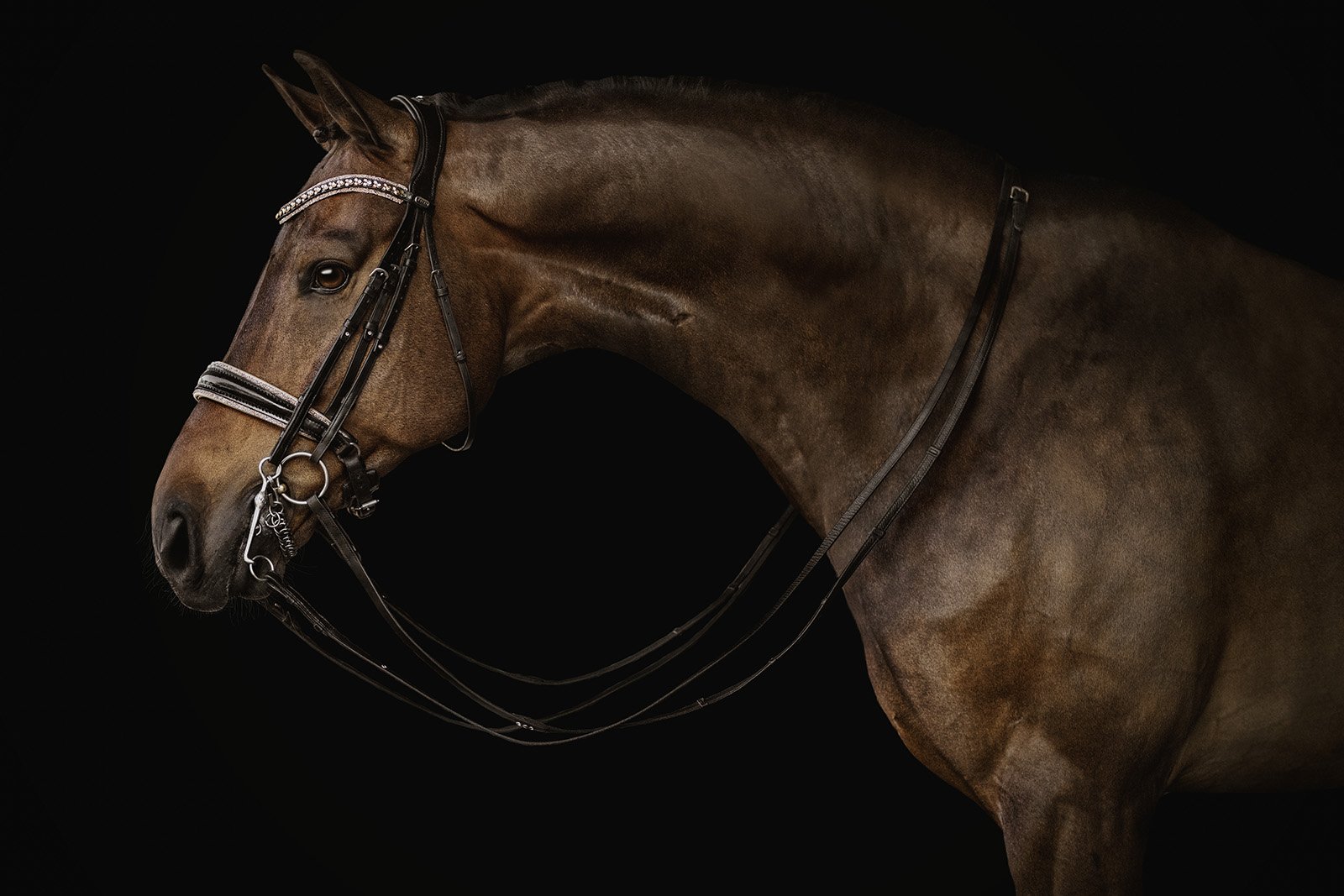 JKleinPhotos-michigan-florida-equine-fine-art-portrait-photographer-dressage-hunter-jumper-western-pleasure-stallion-black-white-background-home-decor-14.jpg