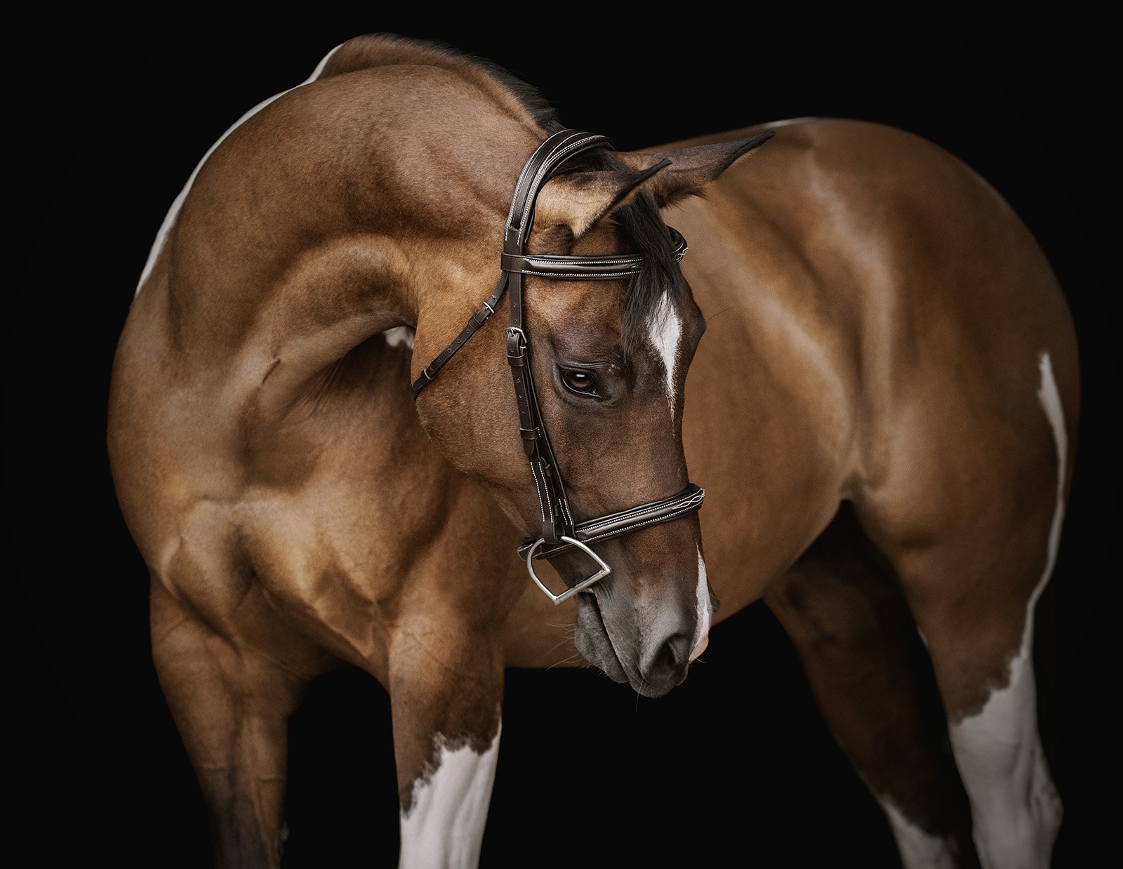 JKleinPhotos-michigan-florida-equine-fine-art-portrait-photographer-dressage-hunter-jumper-western-pleasure-stallion-black-white-background-home-decor-15.jpg
