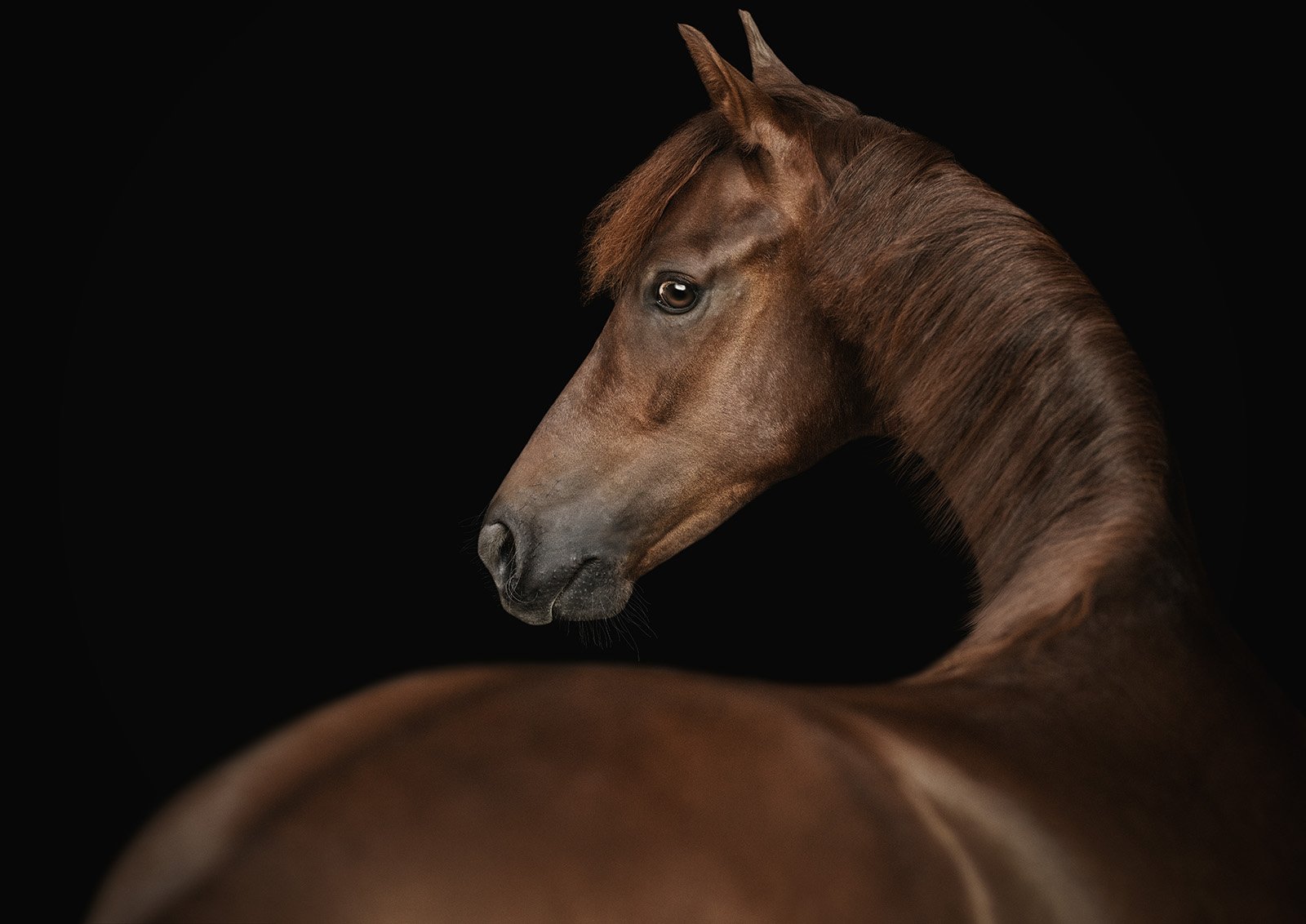 JKleinPhotos-michigan-florida-equine-fine-art-portrait-photographer-dressage-hunter-jumper-western-pleasure-stallion-black-white-background-home-decor-18.jpg