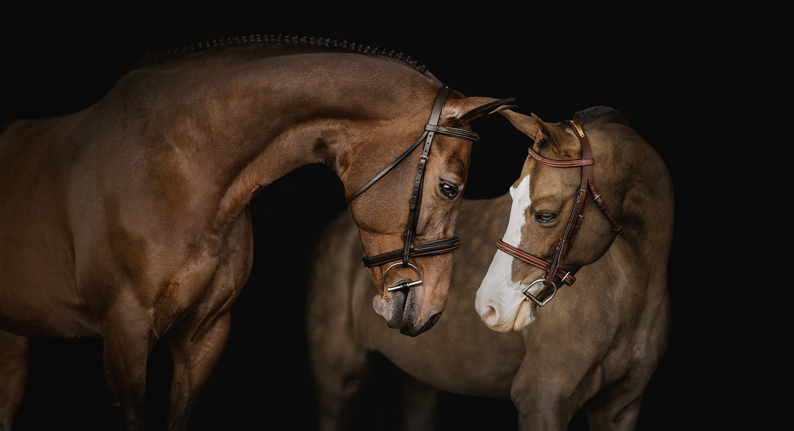 JKleinPhotos-michigan-florida-equine-fine-art-portrait-photographer-dressage-hunter-jumper-western-pleasure-stallion-black-white-background-home-decor-23.jpg