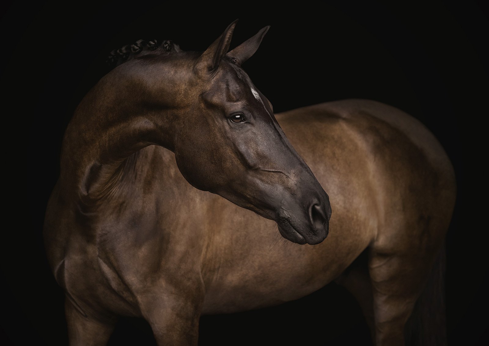 JKleinPhotos-michigan-florida-equine-fine-art-portrait-photographer-dressage-hunter-jumper-western-pleasure-stallion-black-white-background-home-decor-24.jpg