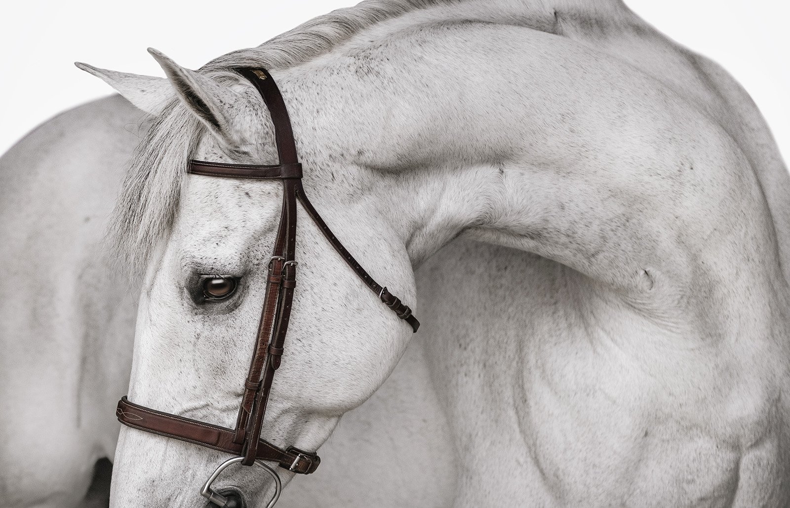 JKleinPhotos-michigan-florida-equine-fine-art-portrait-photographer-dressage-hunter-jumper-western-pleasure-stallion-black-white-background-home-decor-26.jpg