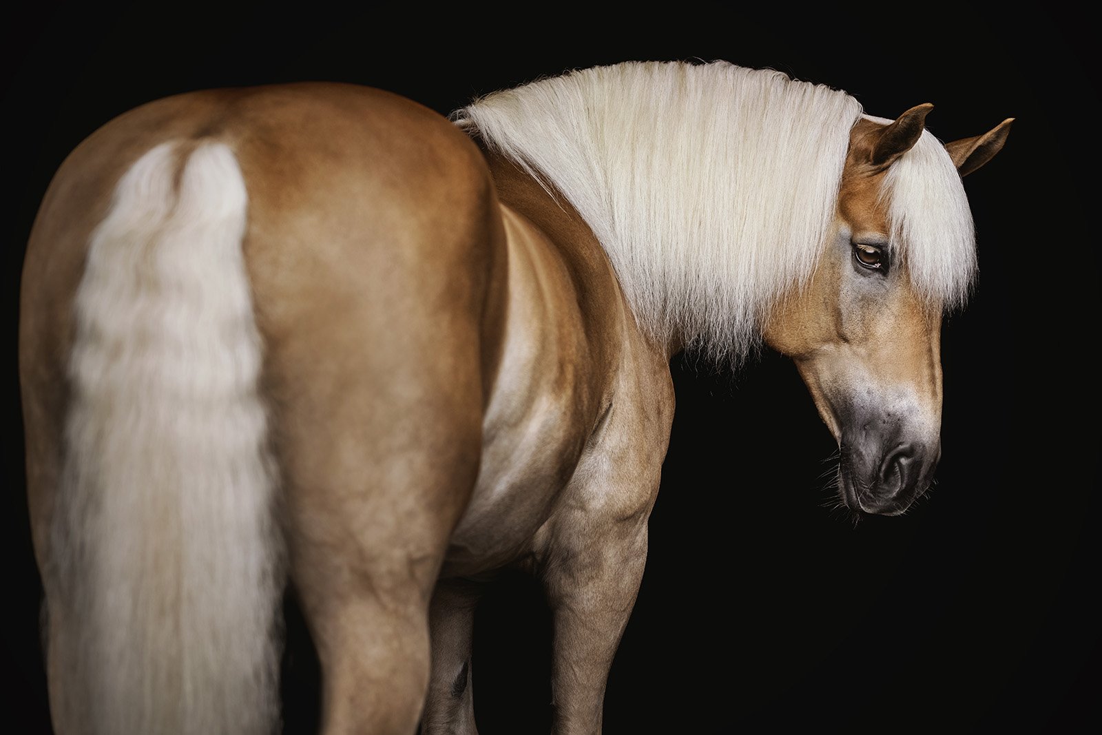 JKleinPhotos-michigan-florida-equine-fine-art-portrait-photographer-dressage-hunter-jumper-western-pleasure-stallion-black-white-background-home-decor-27.jpg