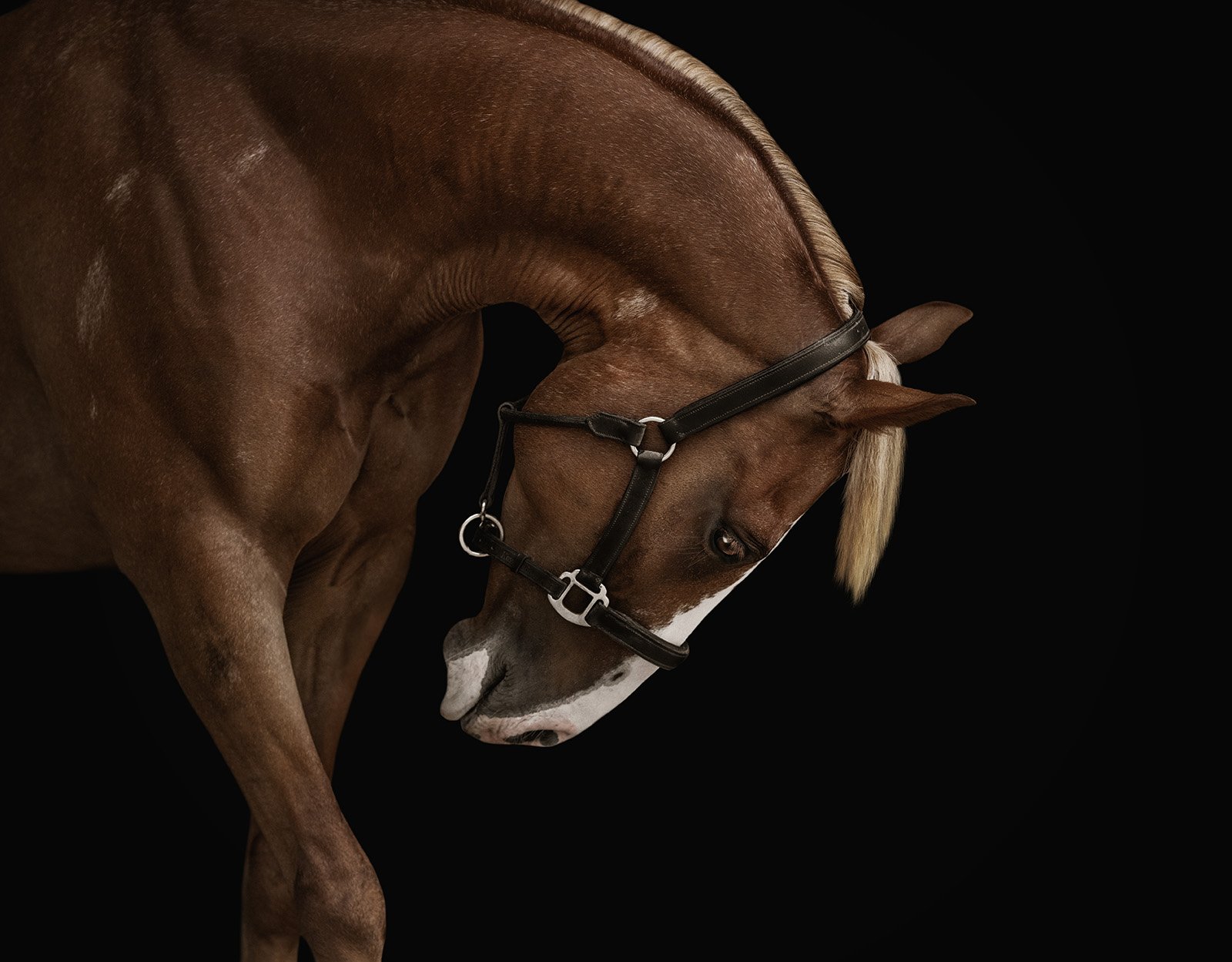 JKleinPhotos-michigan-florida-equine-fine-art-portrait-photographer-dressage-hunter-jumper-western-pleasure-stallion-black-white-background-home-decor-28.jpg