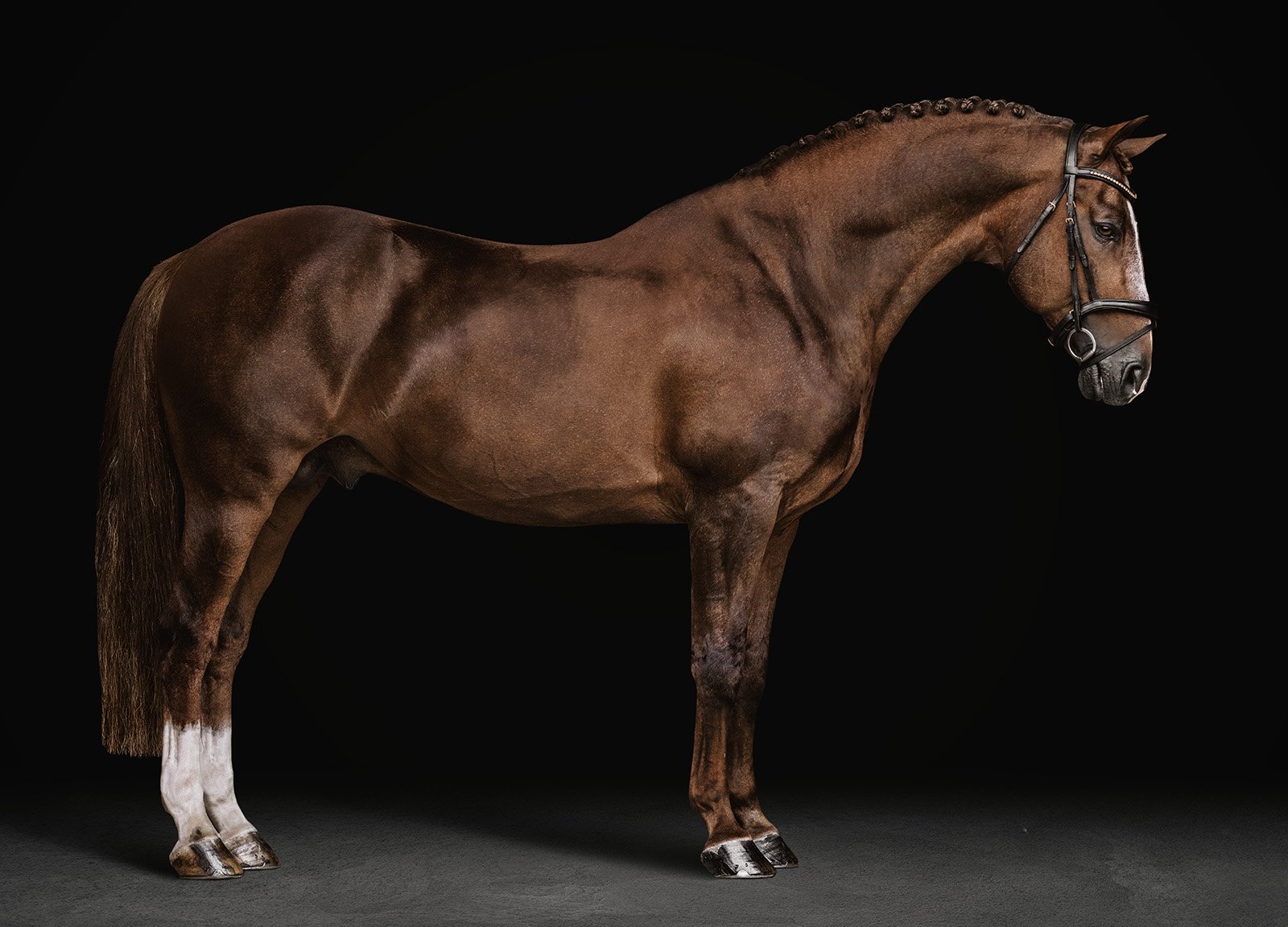 JKleinPhotos-michigan-florida-equine-fine-art-portrait-photographer-dressage-hunter-jumper-western-pleasure-stallion-black-white-background-home-decor-29.jpg