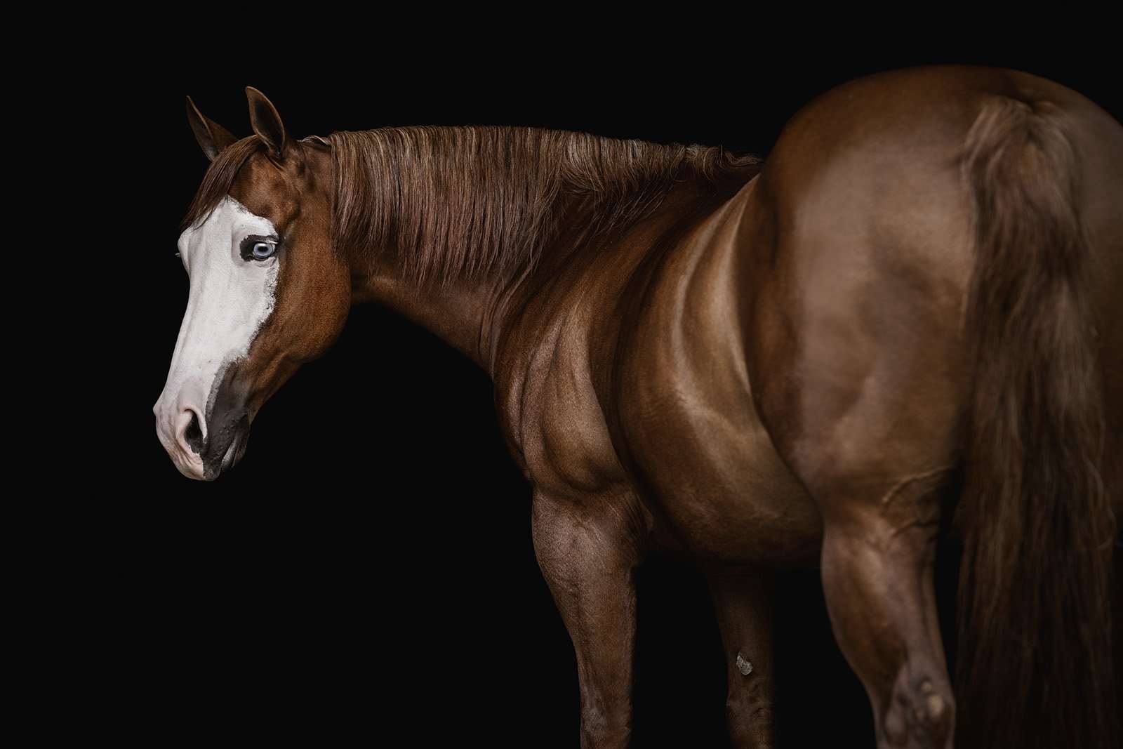 JKleinPhotos-michigan-florida-equine-fine-art-portrait-photographer-dressage-hunter-jumper-western-pleasure-stallion-black-white-background-home-decor-30.jpg