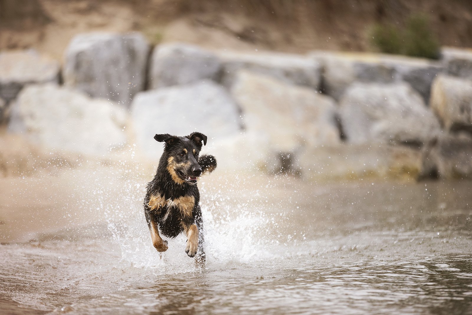 JKleinPhotos-michigan-florida-canine-sport-dogs-akc-ckc-ukc-fine-art-portrait-photographer-home-decor-44.jpg