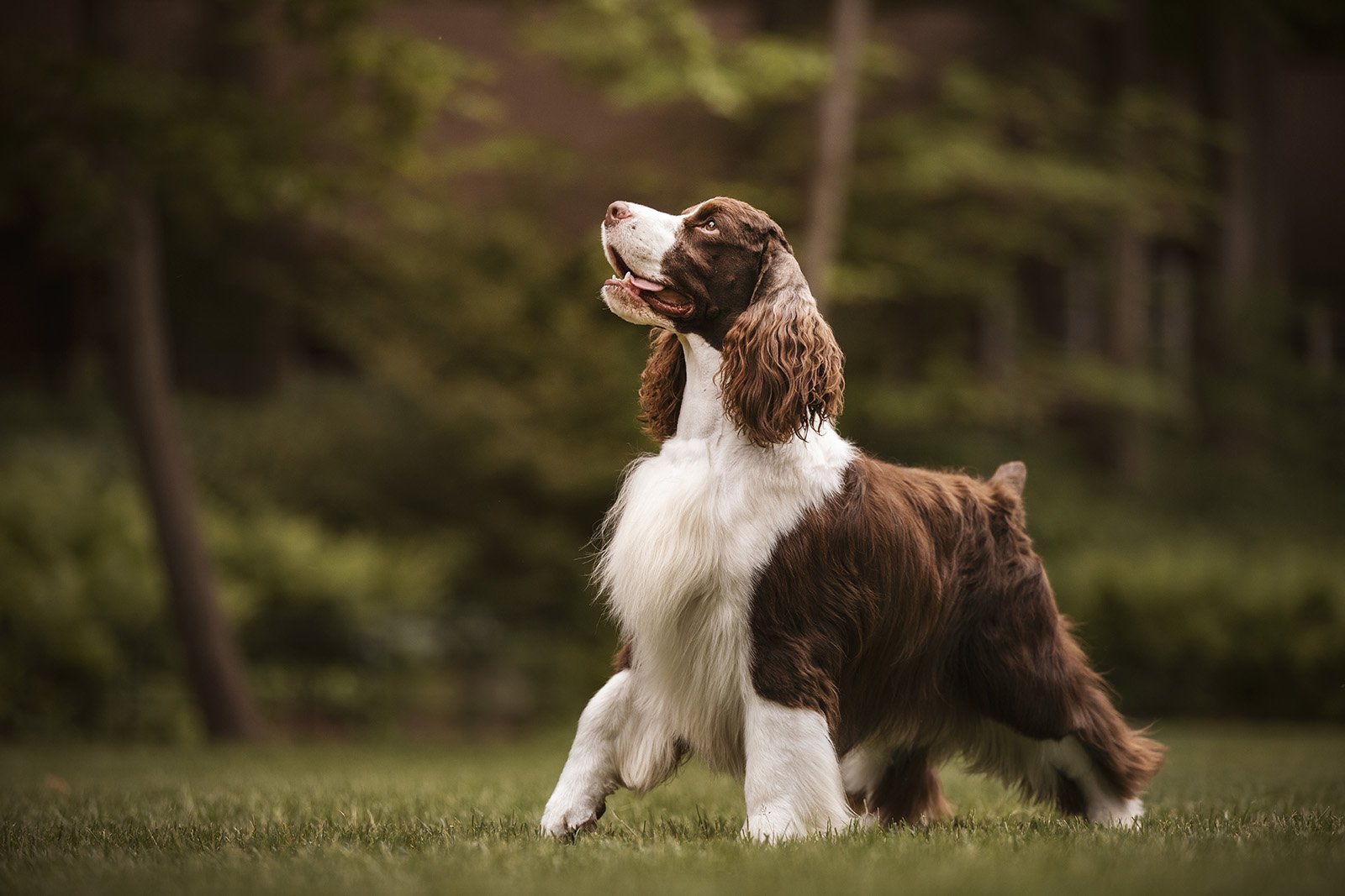 JKleinPhotos-michigan-florida-canine-sport-dogs-akc-ckc-ukc-fine-art-portrait-photographer-home-decor-57.jpg