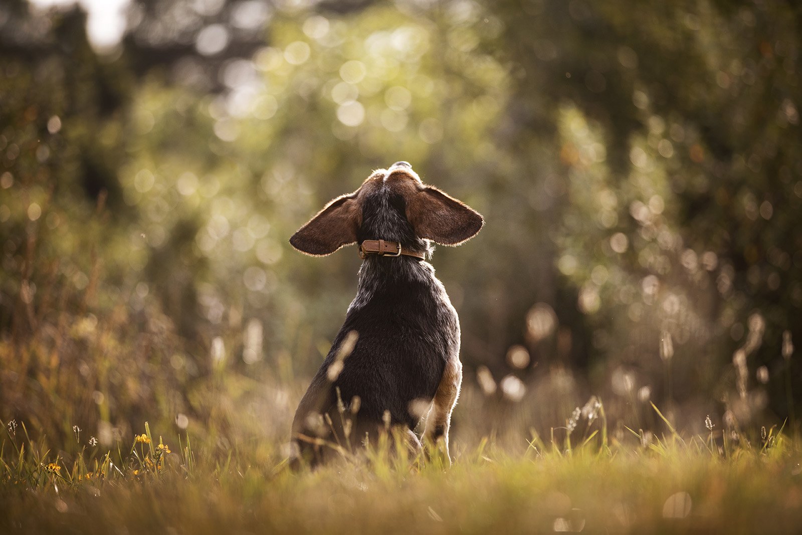 JKleinPhotos-michigan-florida-canine-sport-dogs-akc-ckc-ukc-fine-art-portrait-photographer-home-decor-58.jpg