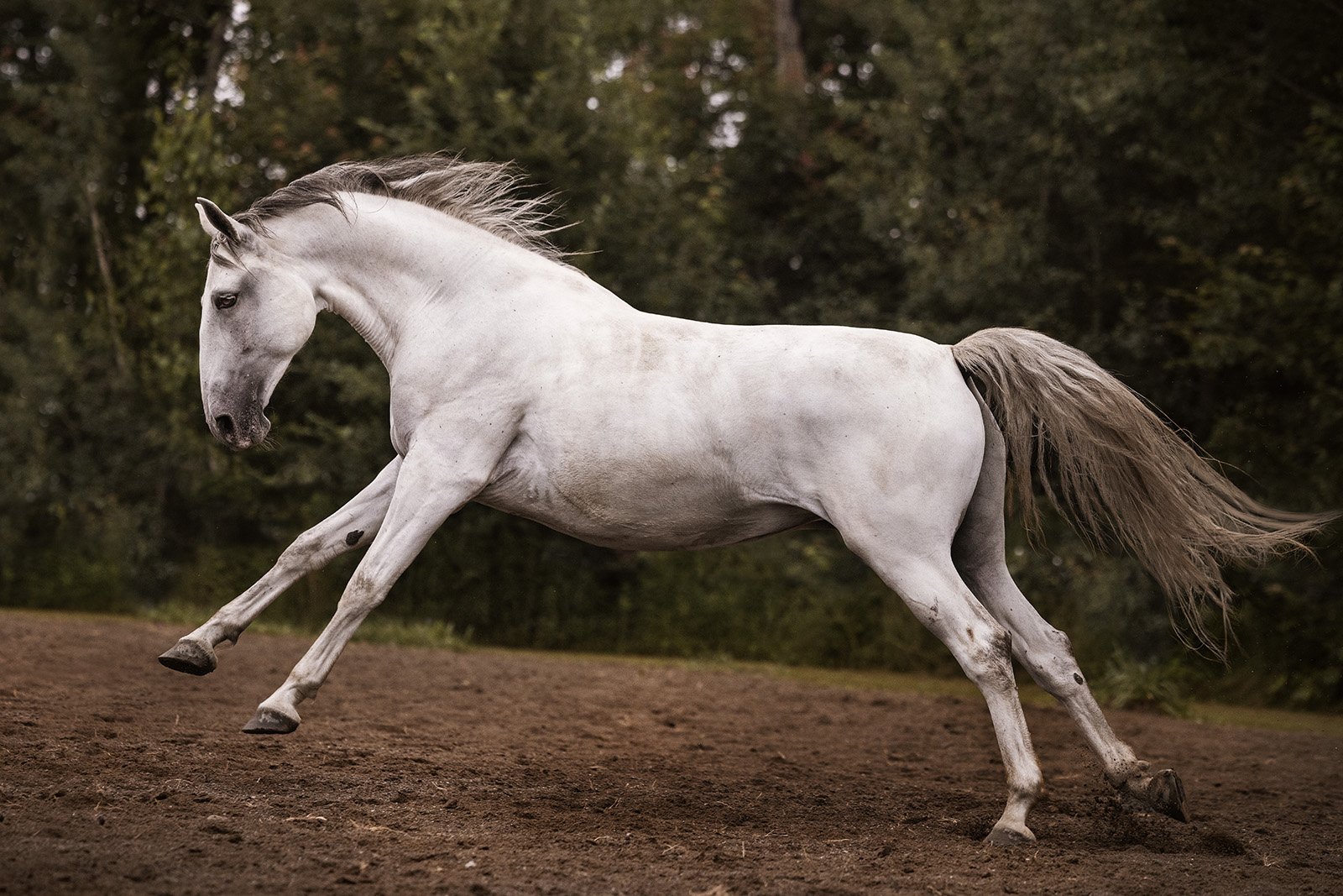 Michigan Equine Photographer - Horse & Rider - Dressage - Hunter Jumper - Western Pleasure - Hunter under Saddle - Saddle Seat - Horse Photography -17.jpg