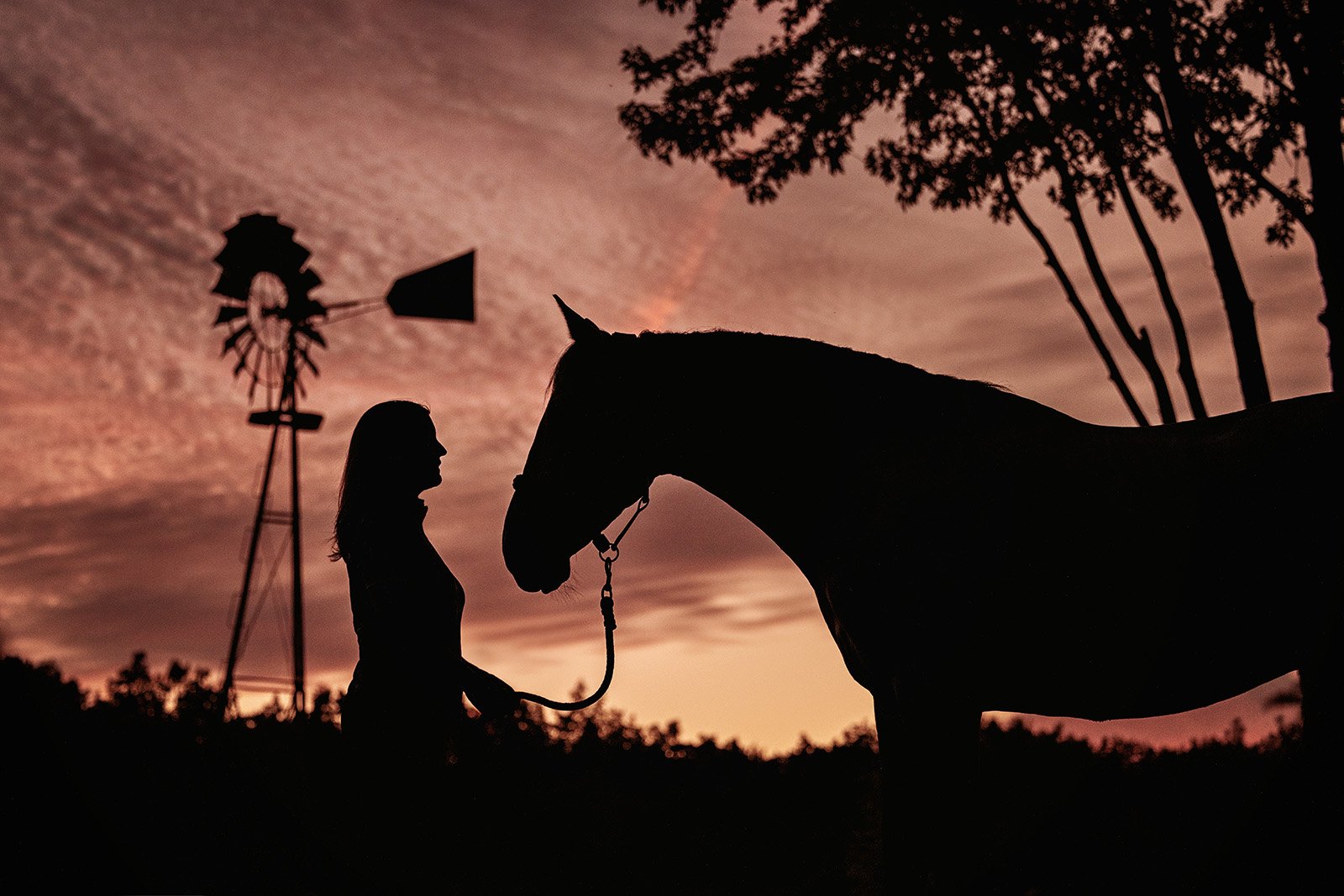 Michigan Equine Photographer - Horse & Rider - Dressage - Hunter Jumper - Western Pleasure - Hunter under Saddle - Saddle Seat - Horse Photography -22.jpg
