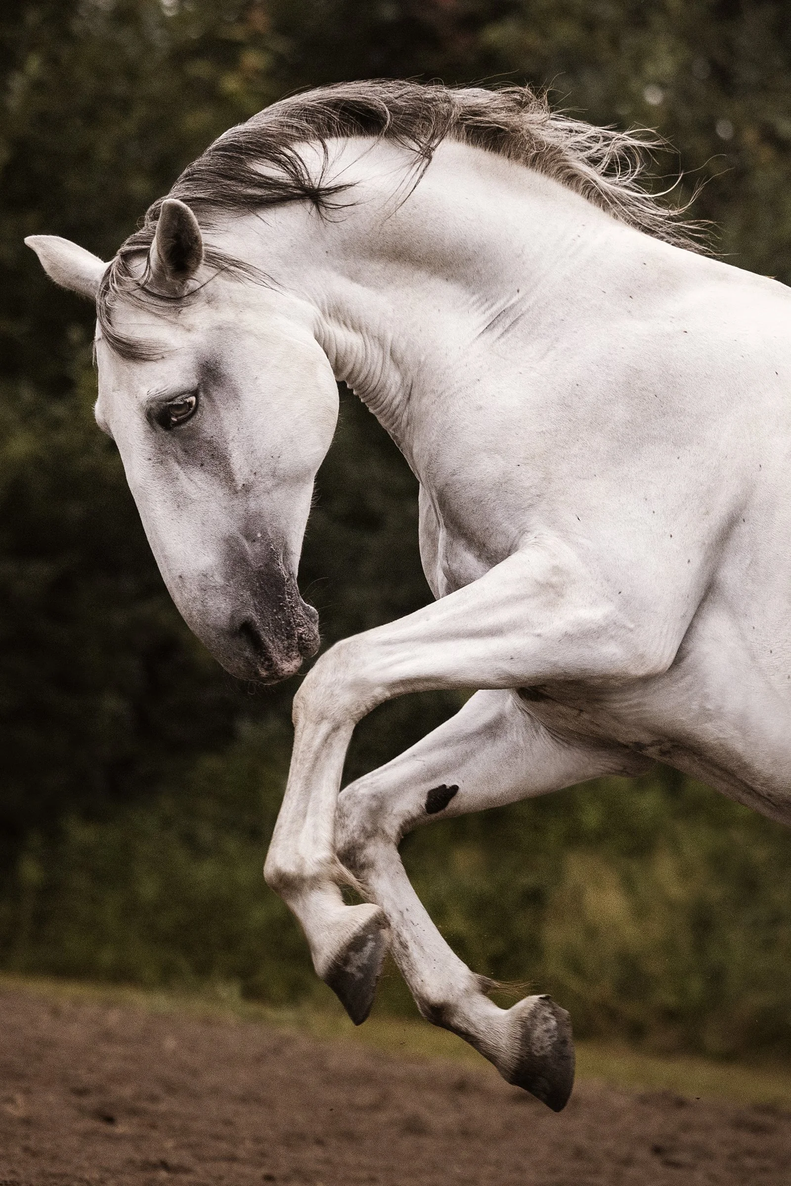 Equine Photography — J.Klein Photos