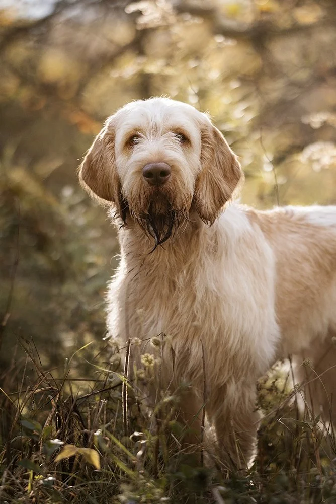 Buy italian breed dogs spinone Top Sellers
