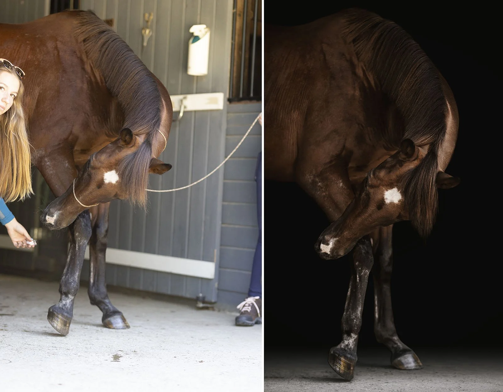 JKleinPhotos_BeforeAfter_EquinePhotography_BlackBackground_WhiteBackground_Michigan_43+copy.jpg