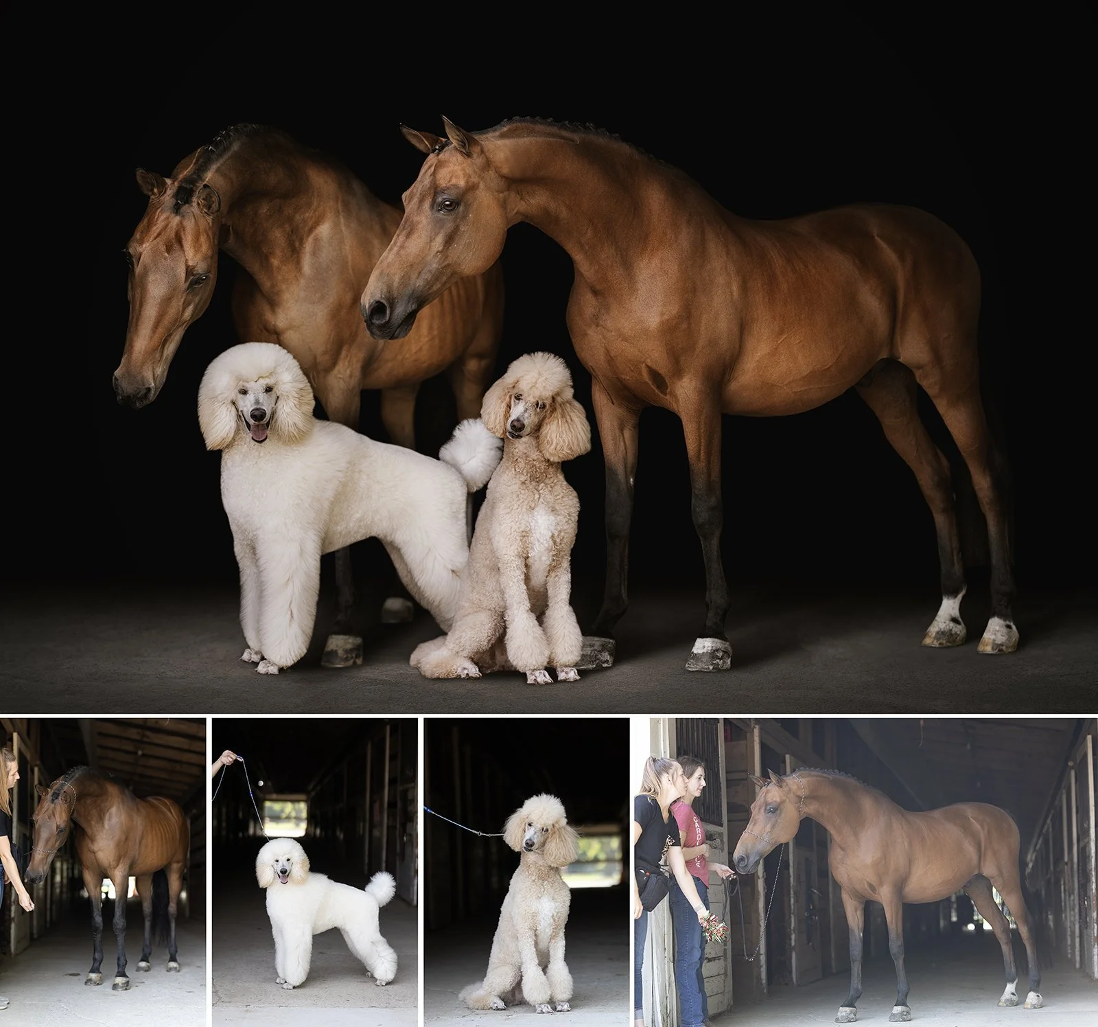 Michigan+Equine+Canine+Photographer+-+fine+art+using+animal+behavior.jpg