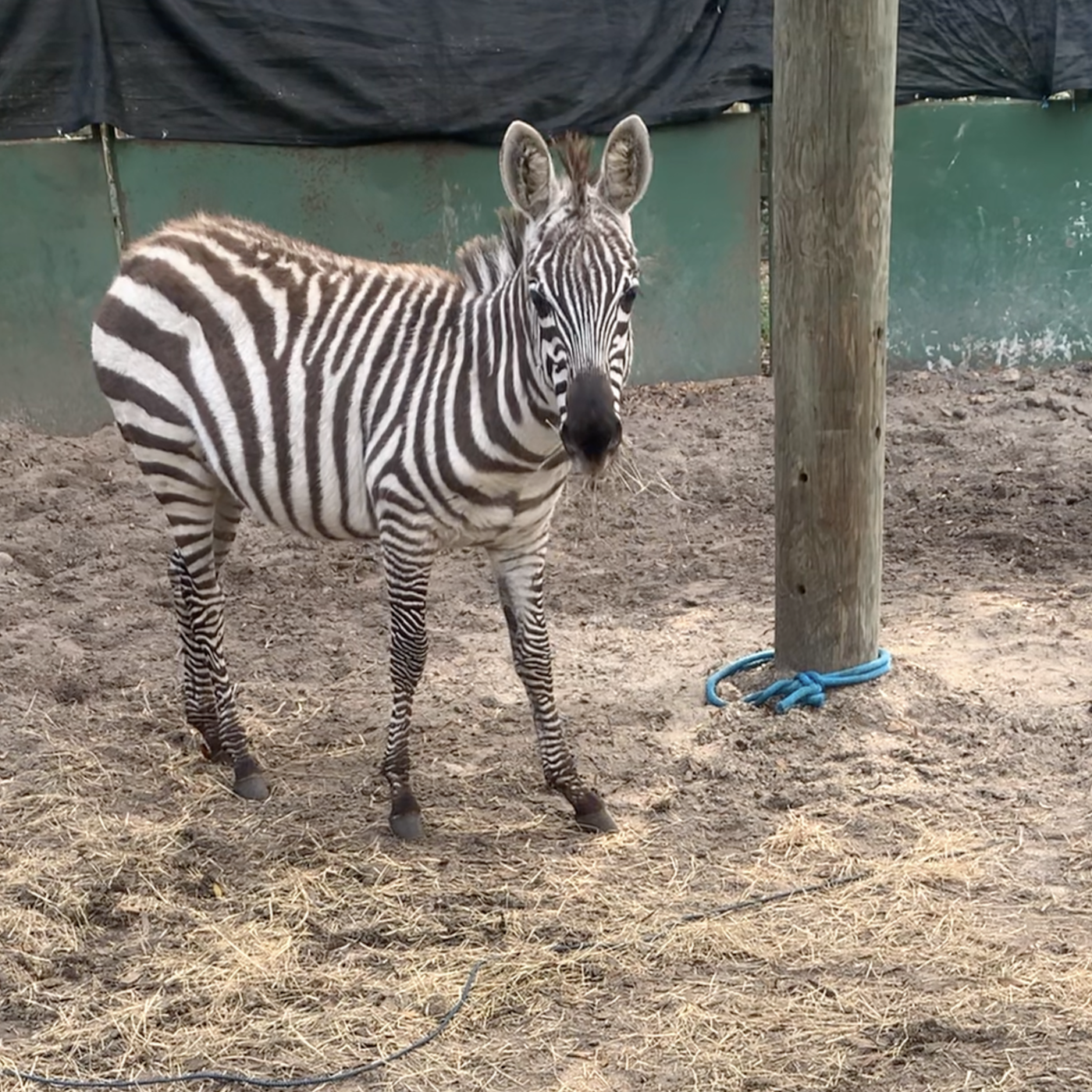 Behind the Scenes - Fine Art Zebra Photoshoot with JKlein Photos -02.png