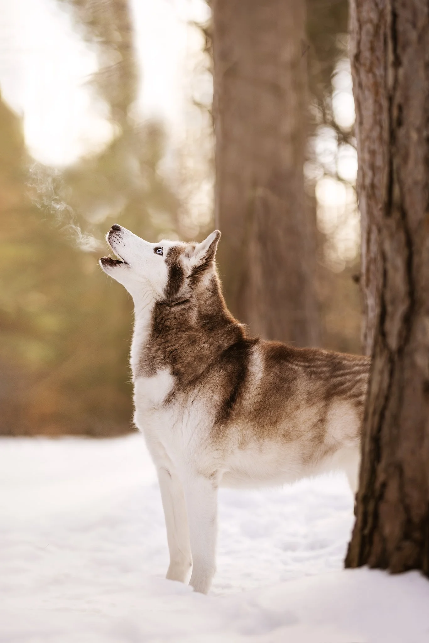 Dog Photoshoots at Clear Springs Nature Preserve