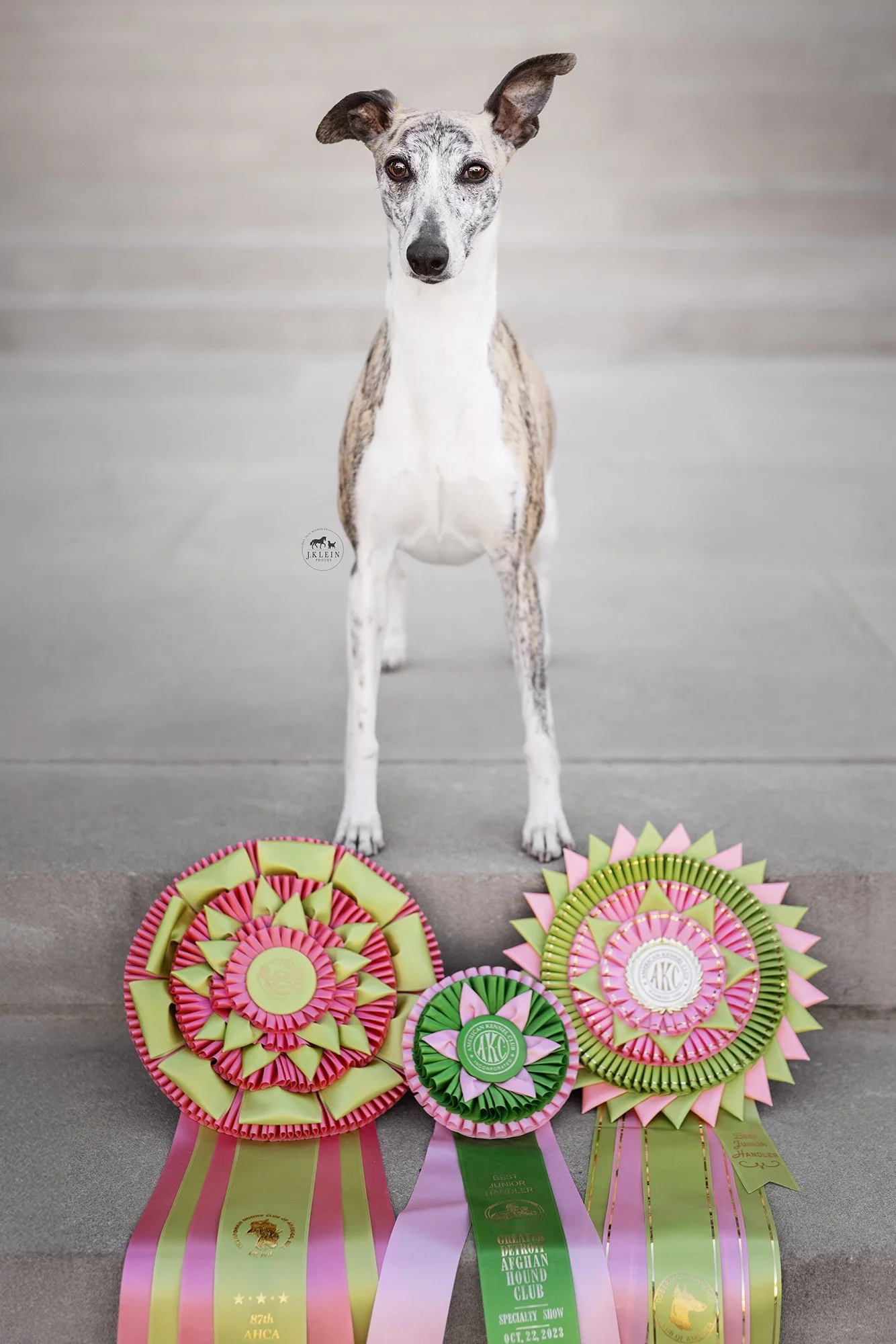 Tinkerbell the Whippet