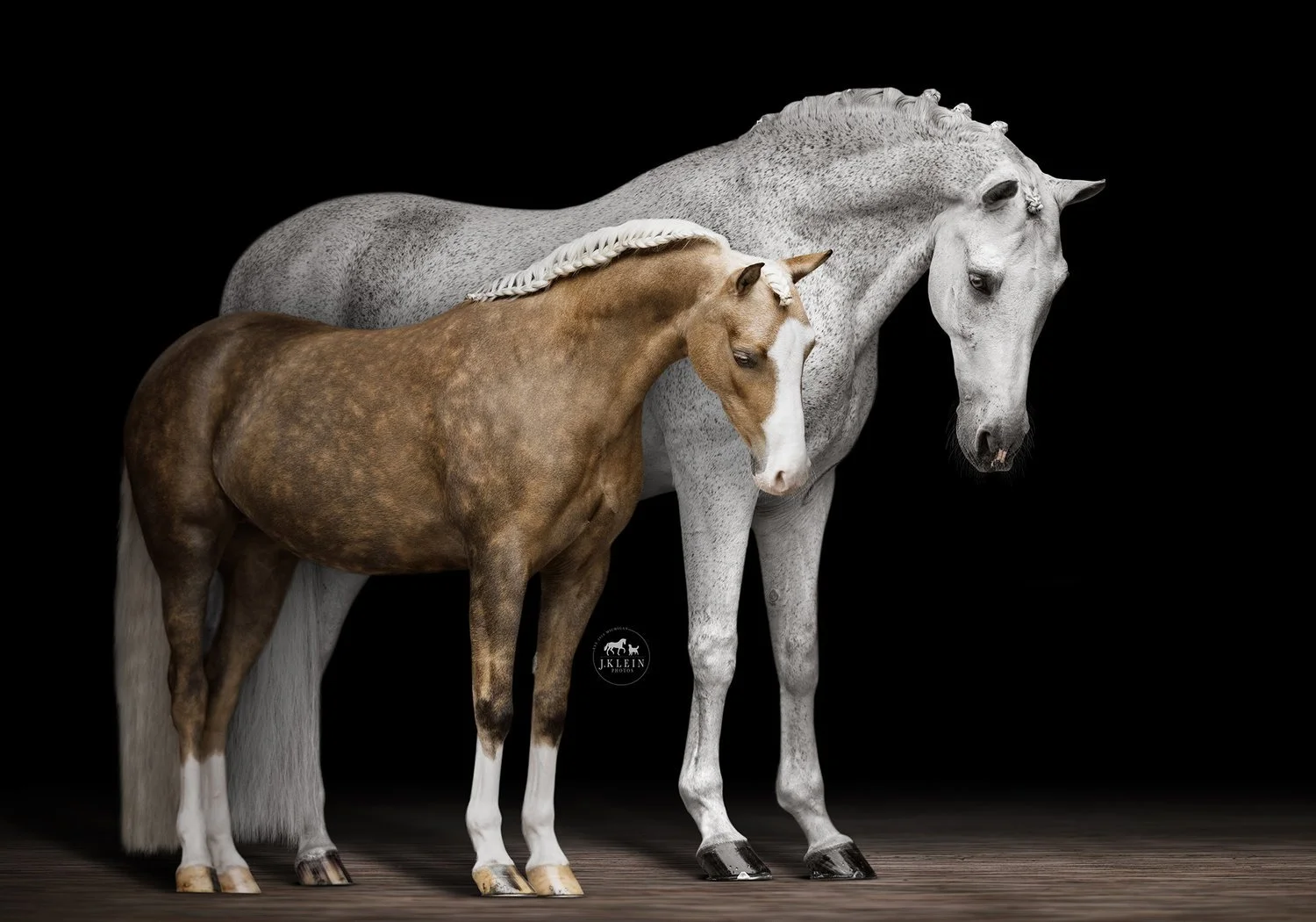 Legion & Poppy, Equine Portraits