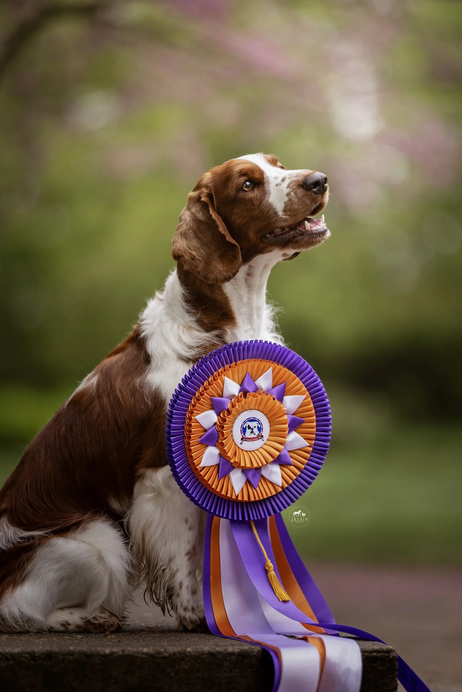 Dexter, Welsh Springer Spaniel