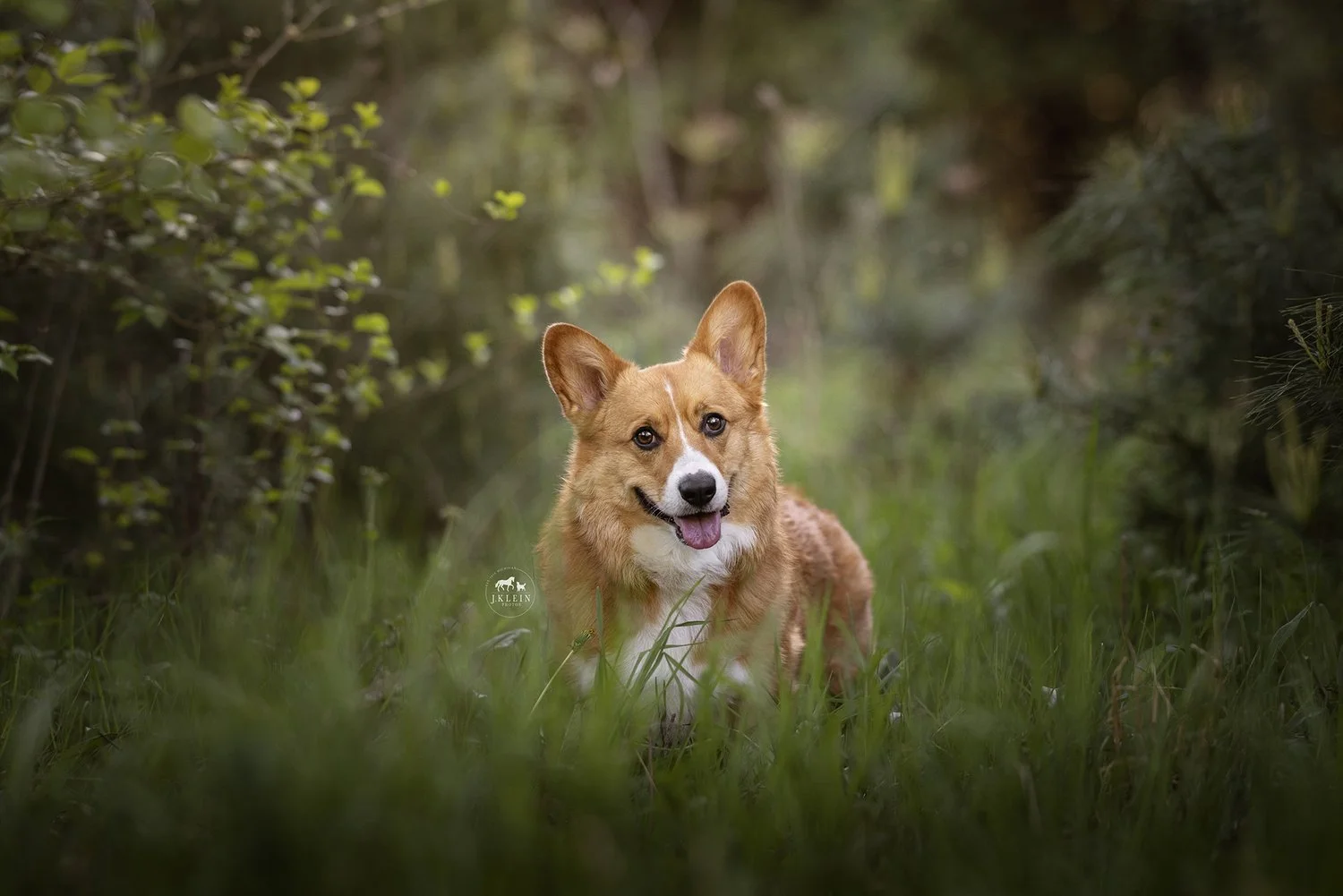 Boomer, Pembroke Welsh Corgi Photoshoot