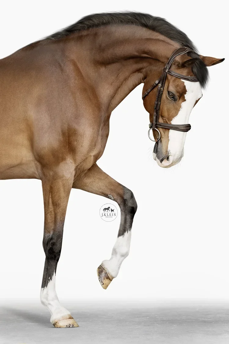 Cami, Equine Portraits