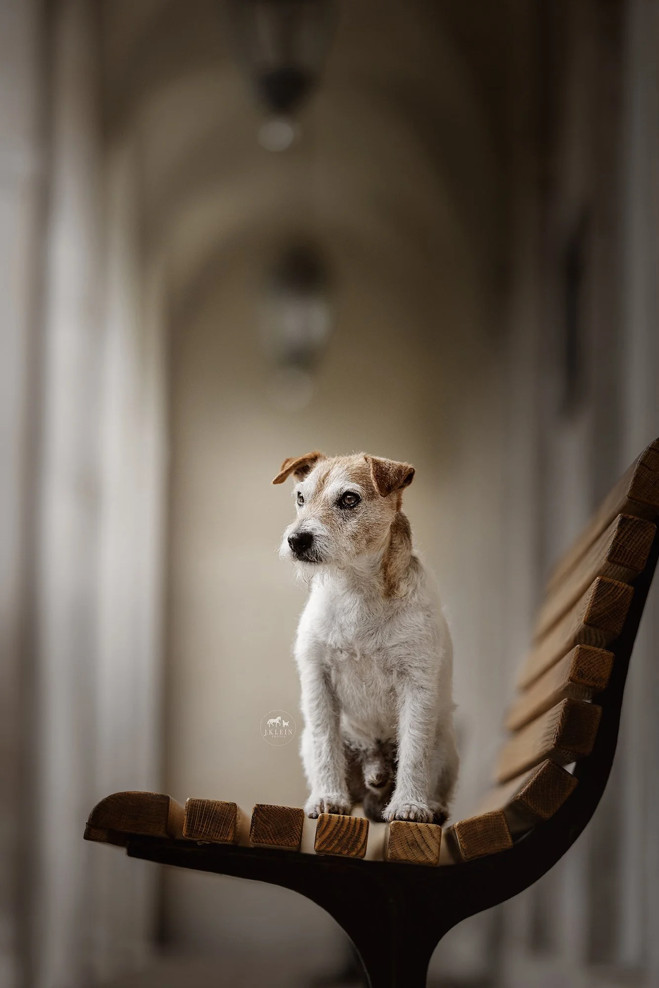 Dax, Parson Russell Terrier