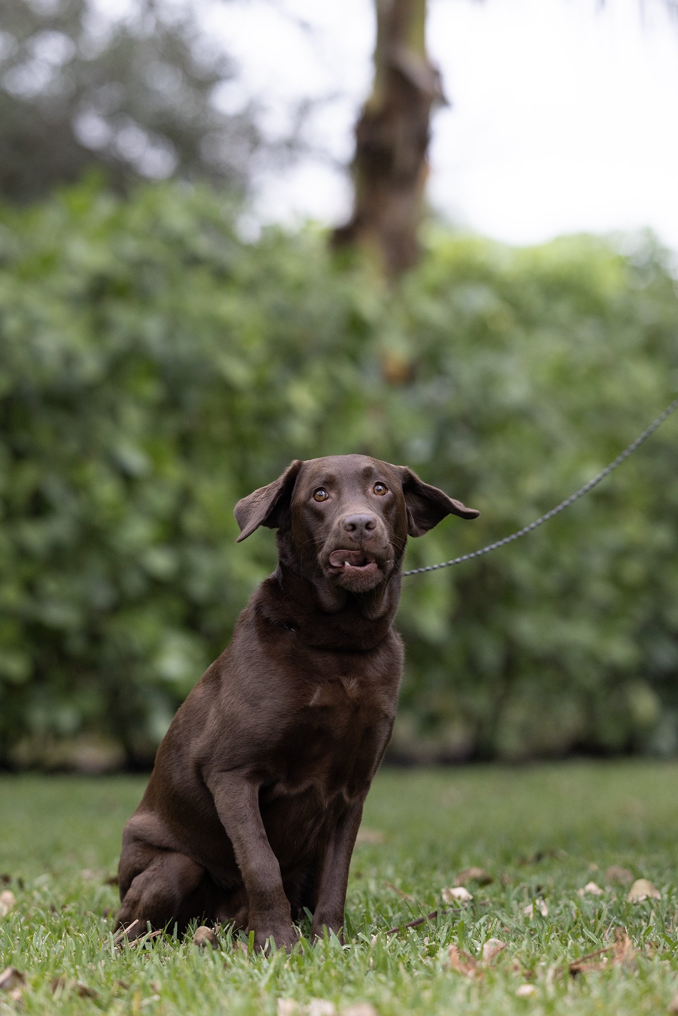 Dog Bloopers 2025