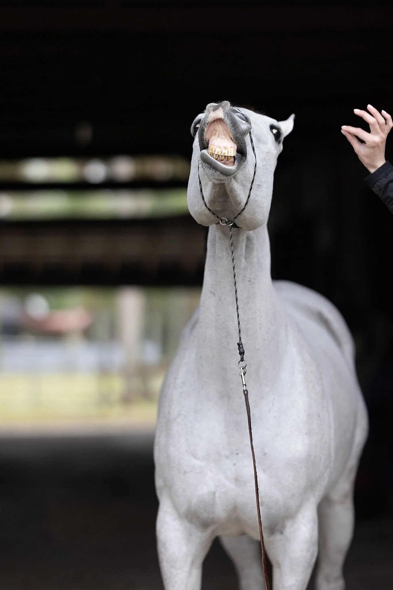 2025 Equine Portrait Bloopers