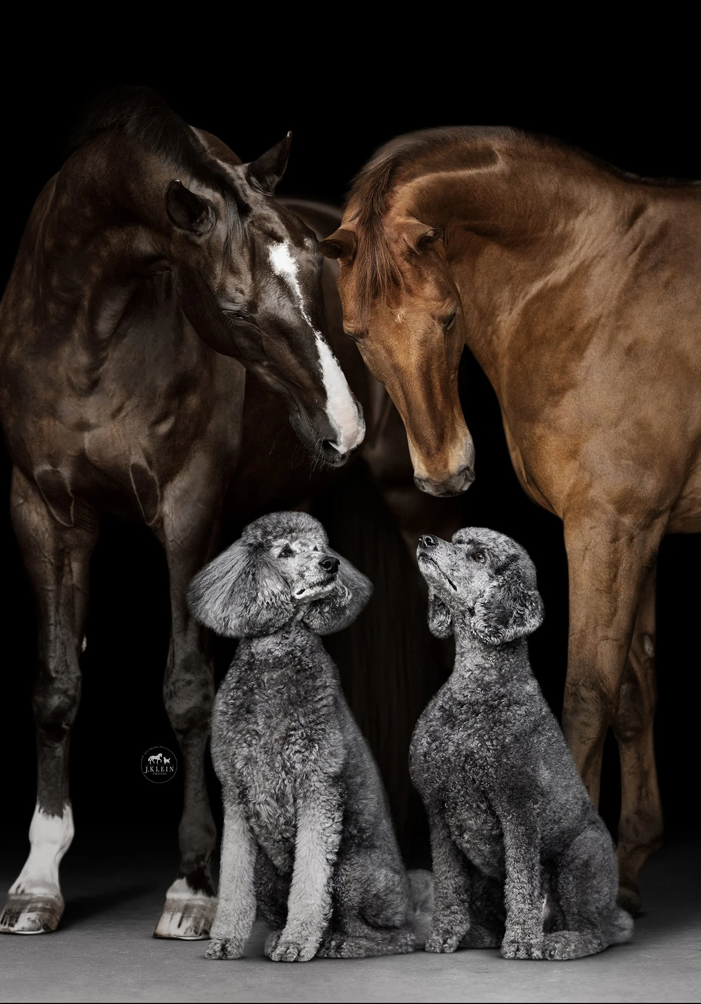 Equine &amp; Canine Black Background Portraiture