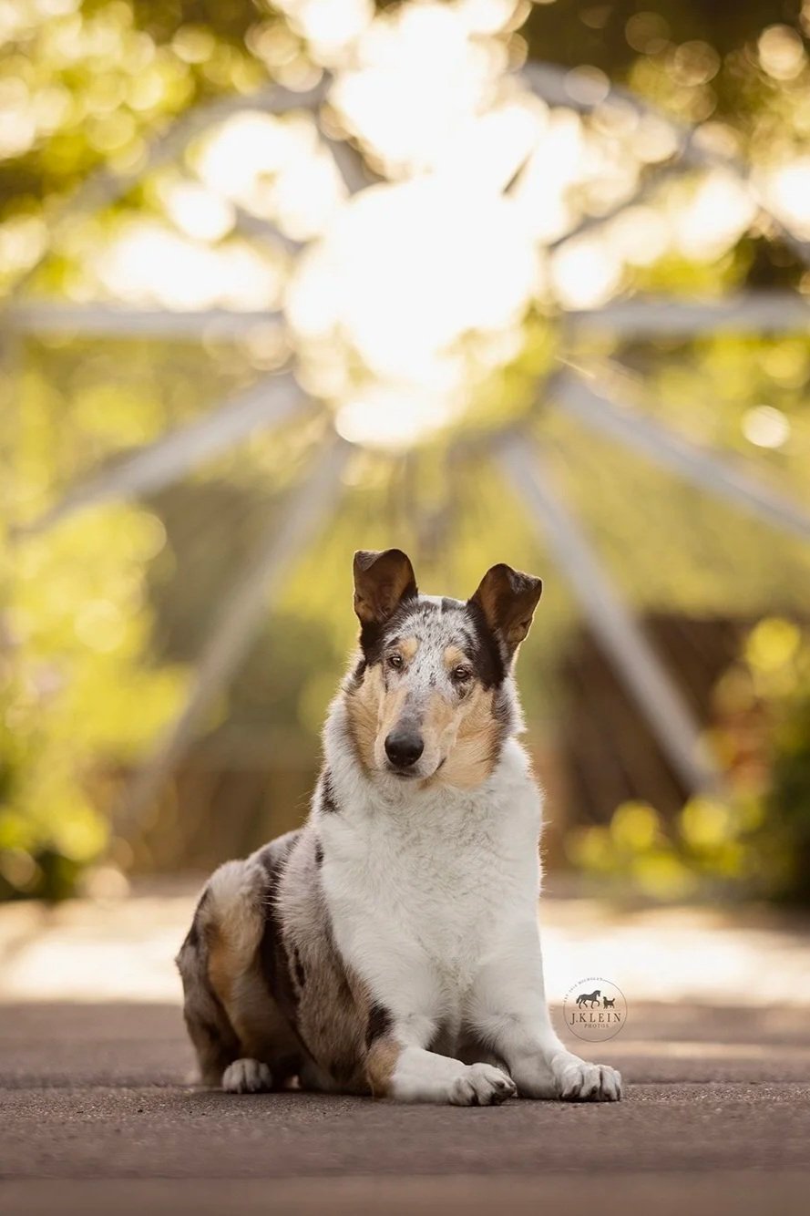 Banks, Smooth Coated Collie