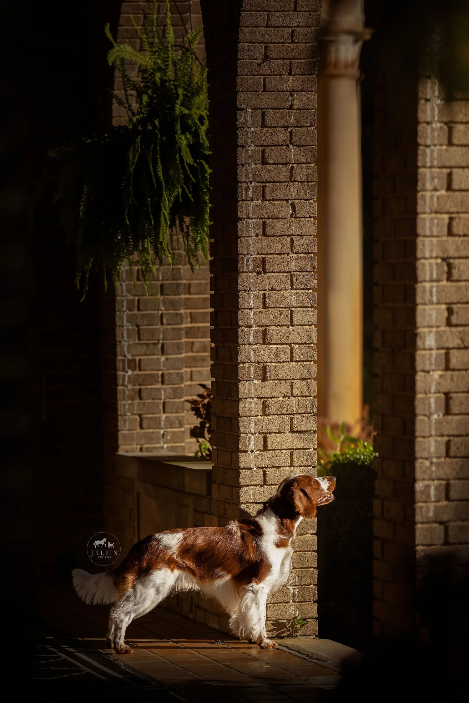 Dexter, Welsh Springer Spaniel