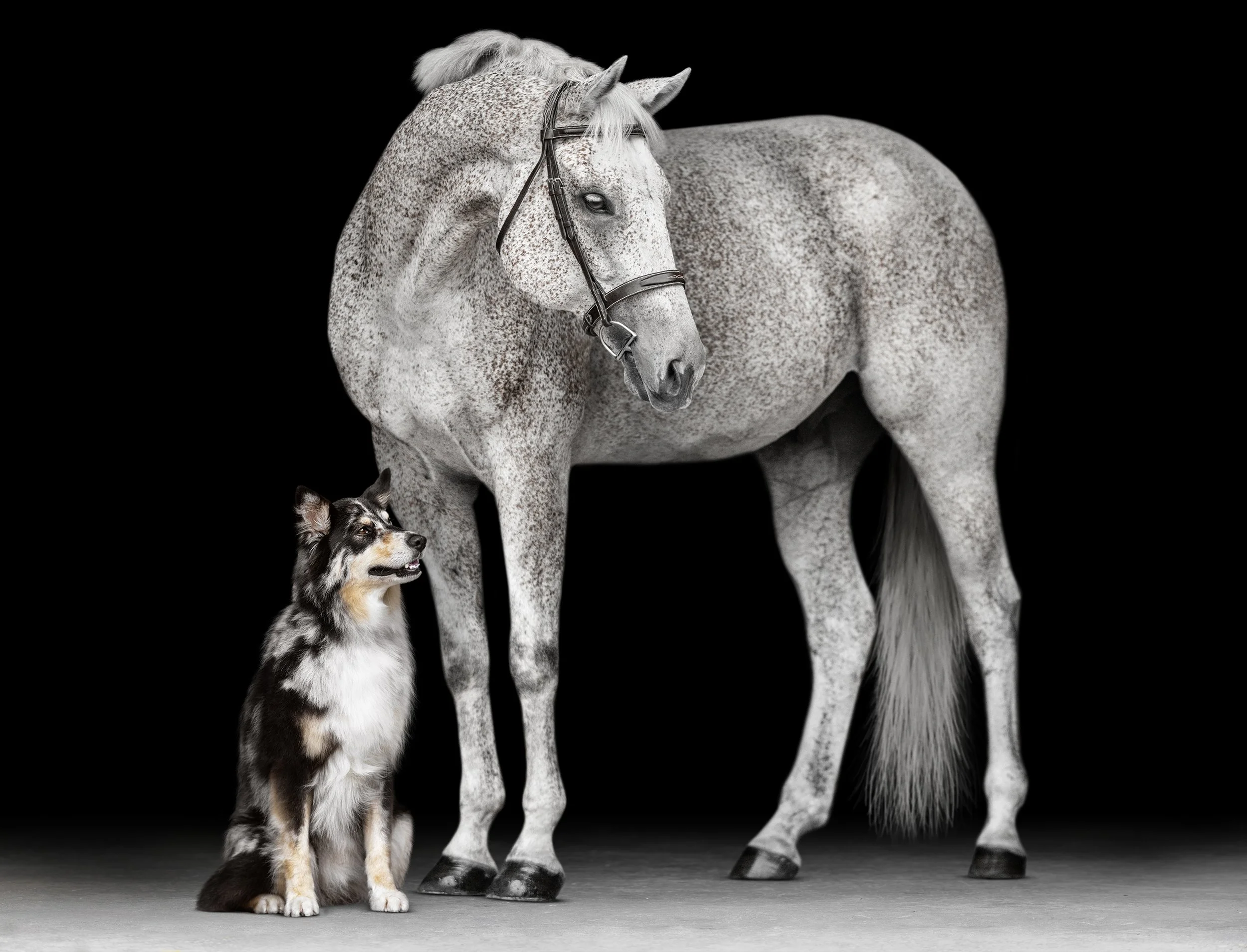 JKleinPhotos_Florida_Michigan_Equine_Canine_Photographer_Dressage_HunterJumper_FineArt Portraits_Black_White_Background_079.jpg