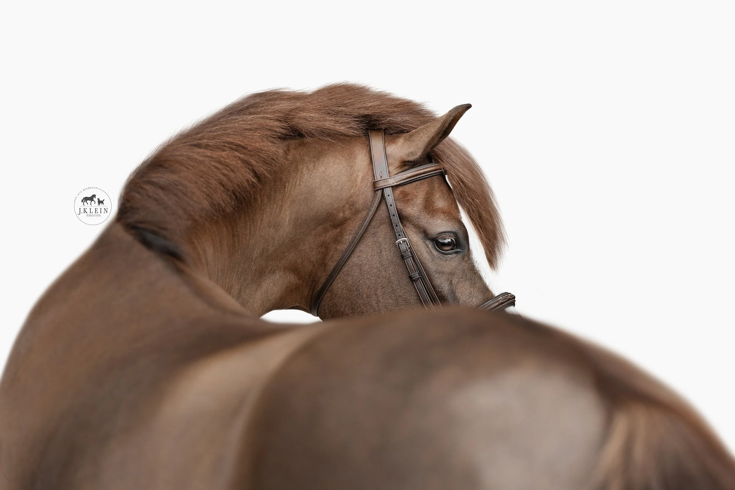 JKleinPhotos_Florida_Michigan_Equine_Canine_Photographer_Dressage_HunterJumper_FineArt Portraits_Black_White_Background_151.jpg