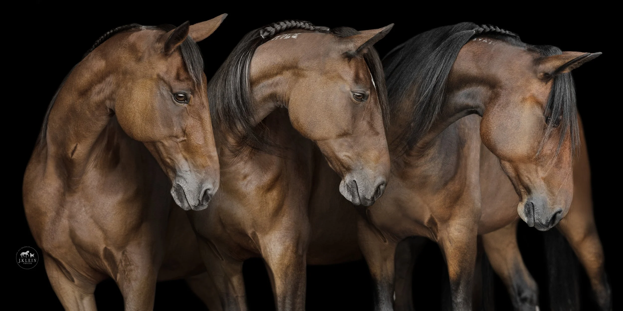 JKleinPhotos_Florida_Michigan_Equine_Canine_Photographer_Dressage_HunterJumper_FineArt Portraits_Black_White_Background_067.jpg