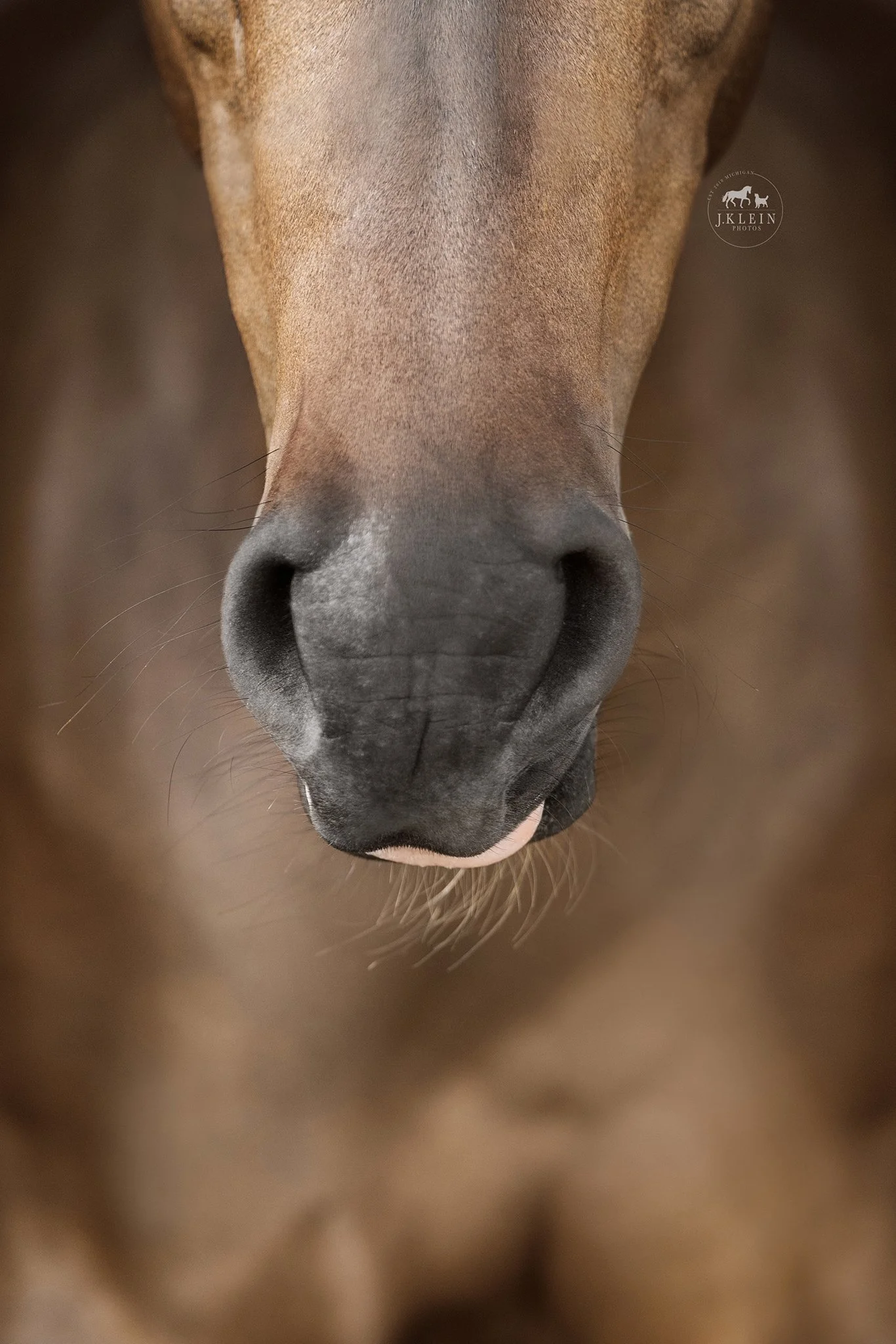 JKlein Photos_Black Background Equine Portraits Fine Art Dressage Hunter Jumper Michigan Florida194.jpg