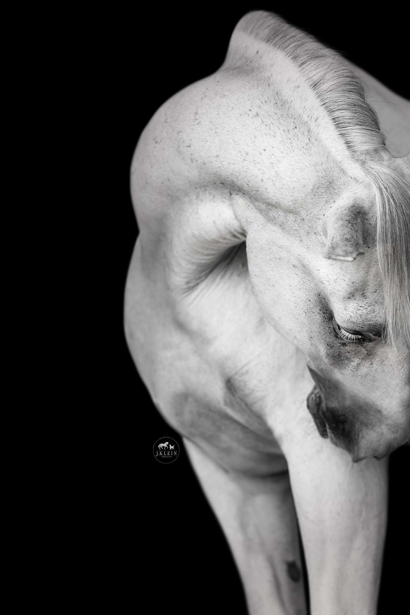 JKlein Photos_Black Background Equine Portraits Fine Art Dressage Hunter Jumper Michigan Florida203.jpg