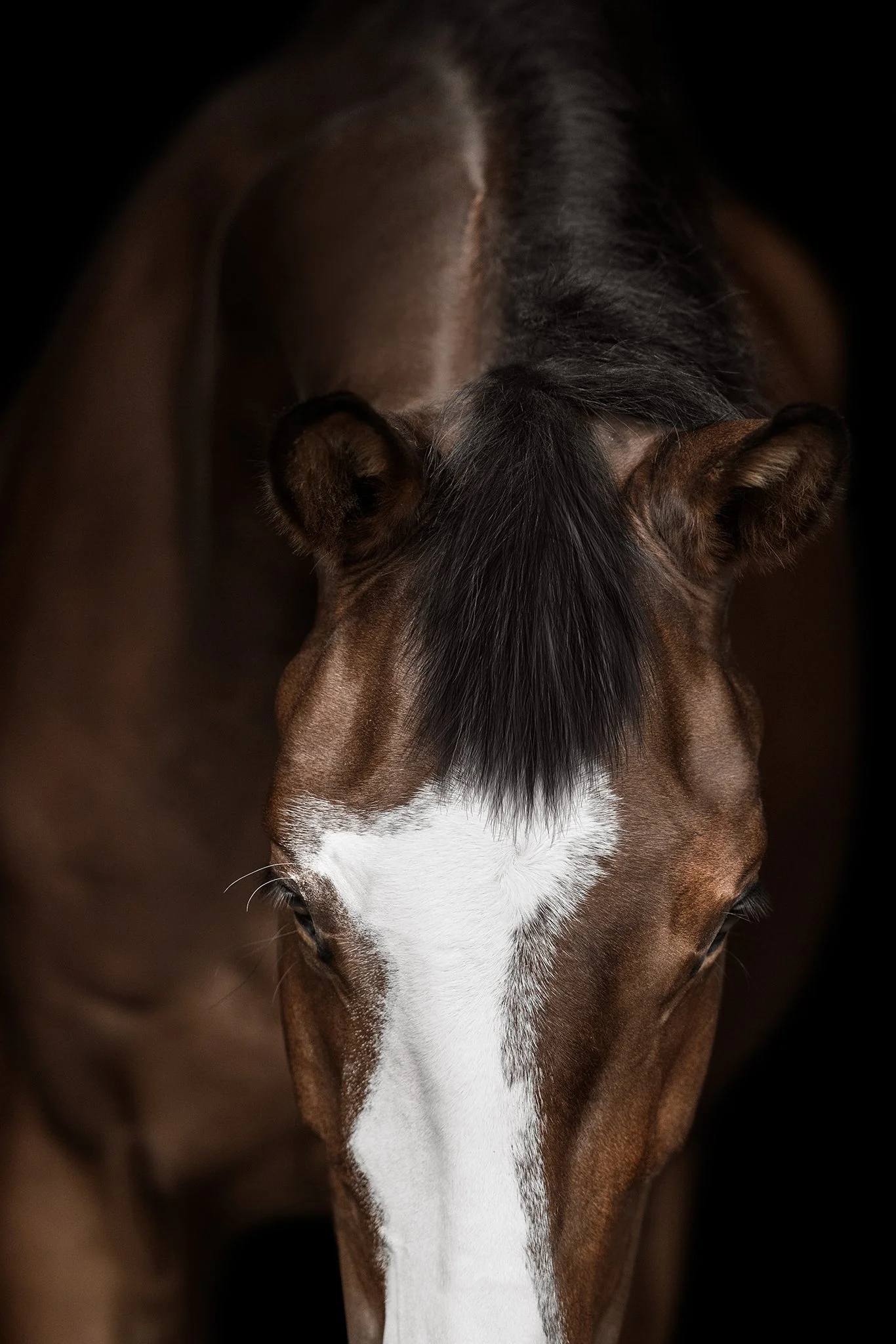 JKleinPhotos_Florida_Michigan_Equine_Canine_Photographer_Dressage_HunterJumper_FineArt Portraits_Black_White_Background_137.jpg