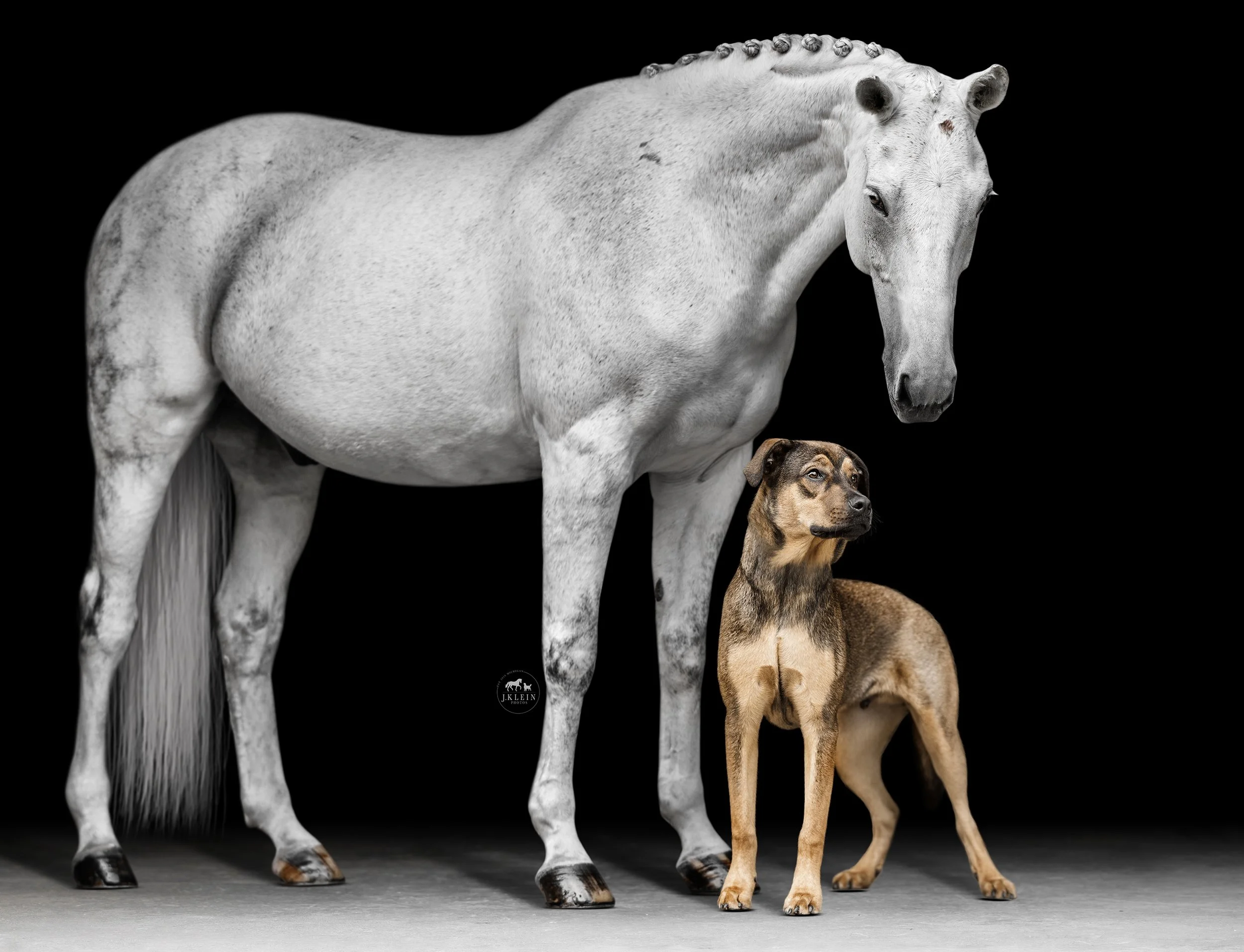 JKleinPhotos_Florida_Michigan_Equine_Canine_Photographer_Dressage_HunterJumper_FineArt Portraits_Black_White_Background_050.jpg